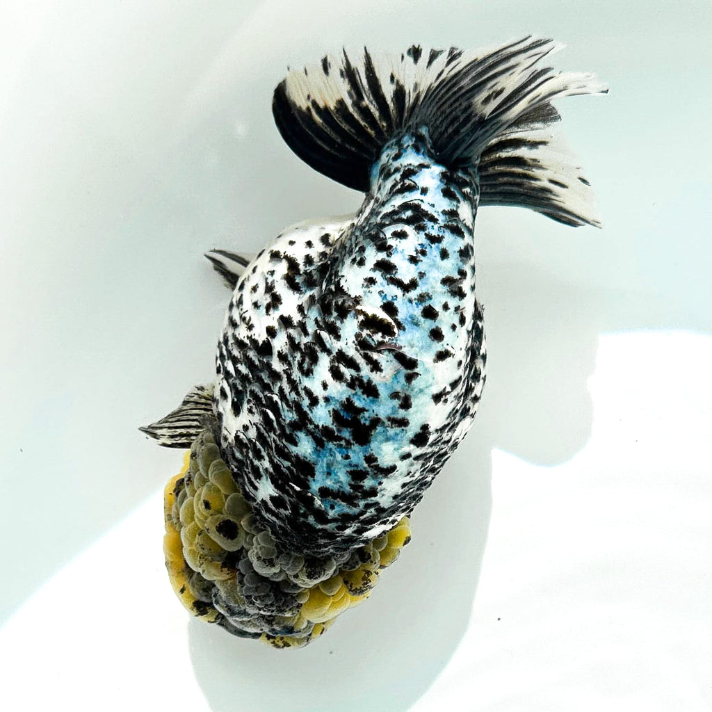 Pearl White Tiger Calico Ranchu Goldfish | Grower Pick