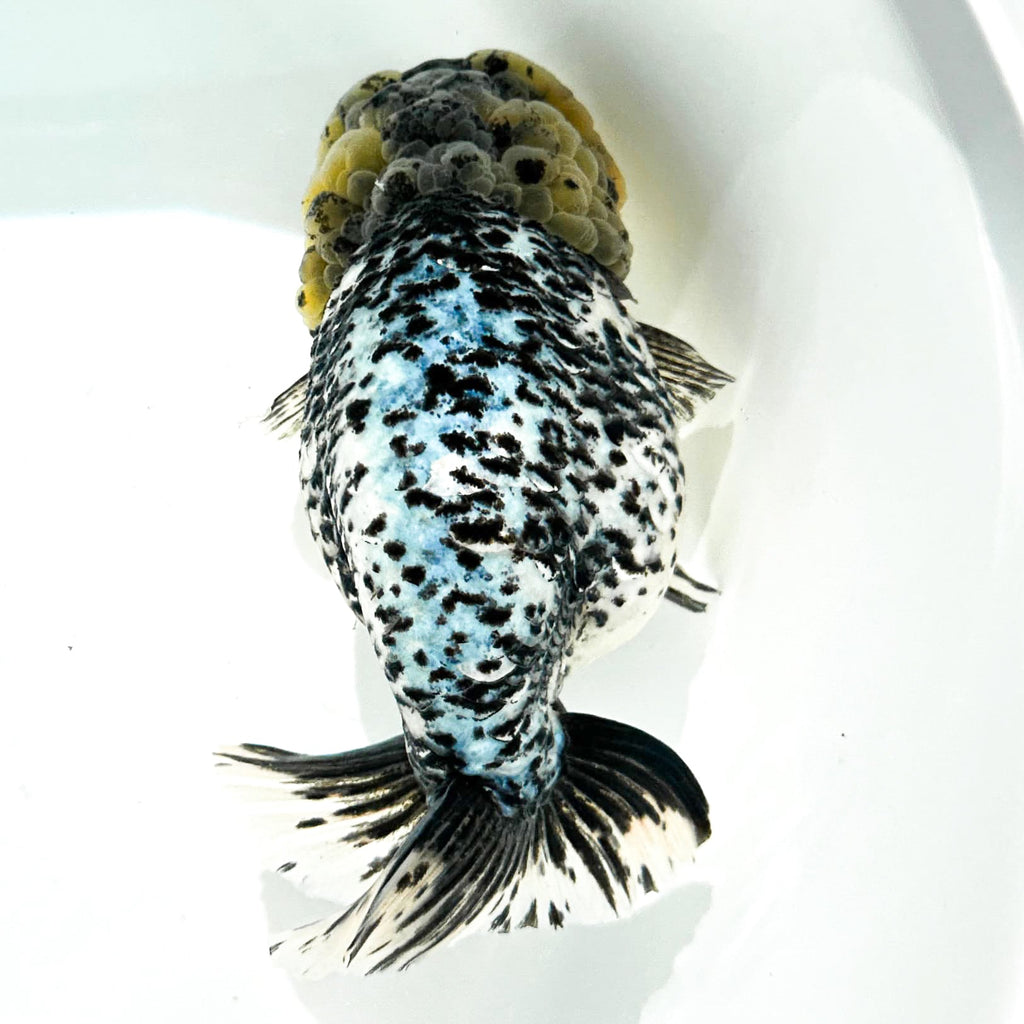 Pearl White Tiger Calico Ranchu Goldfish | Grower Pick