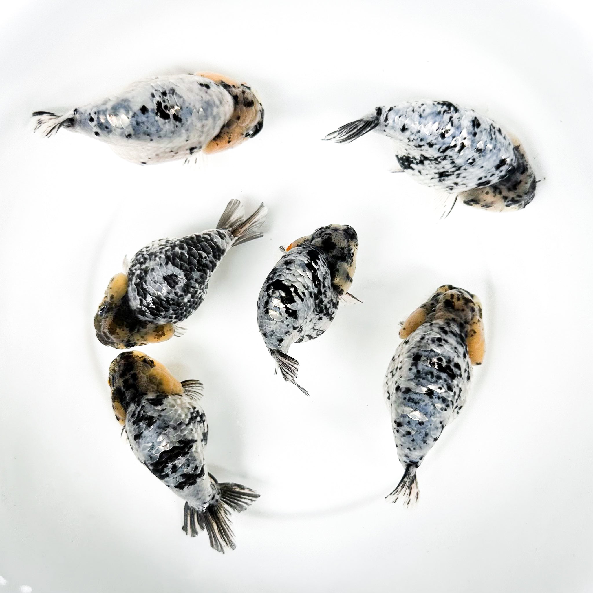 Pearl White Tiger Calico Ranchu Goldfish | Grower Pick