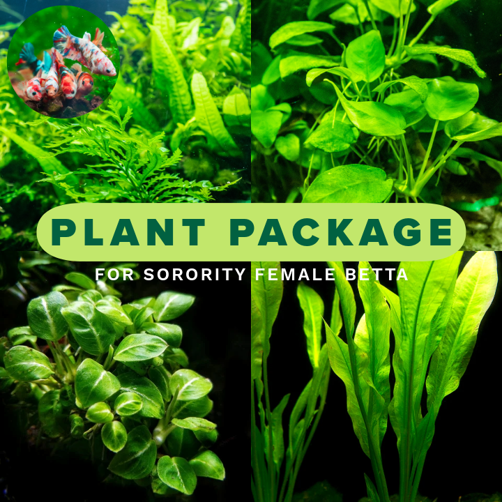 Plant Package for Female Betta Sorority Tank