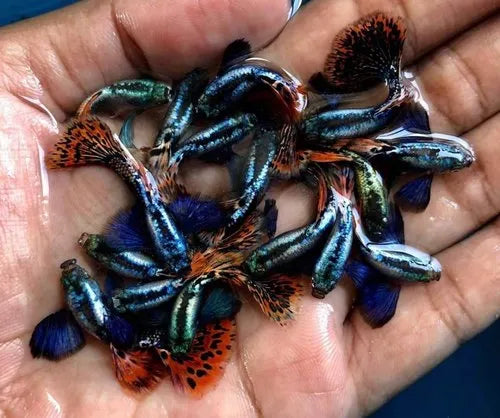 Dumbo Ear Red Mosaic Guppy Fish