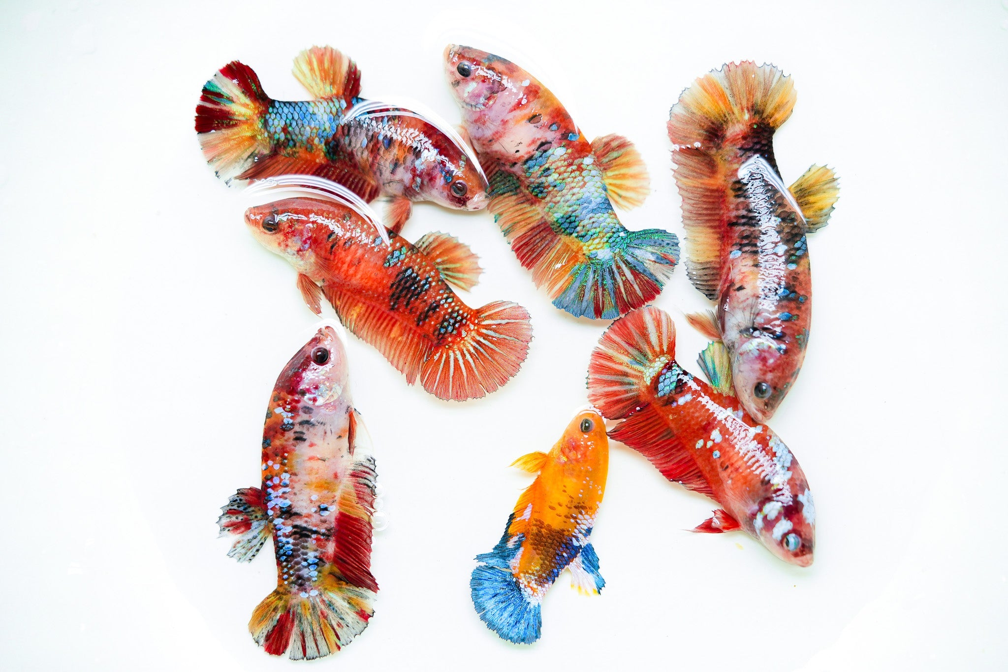 Giant Koi Nemo Female Betta Fish Sorority | Successful Sorority Pack