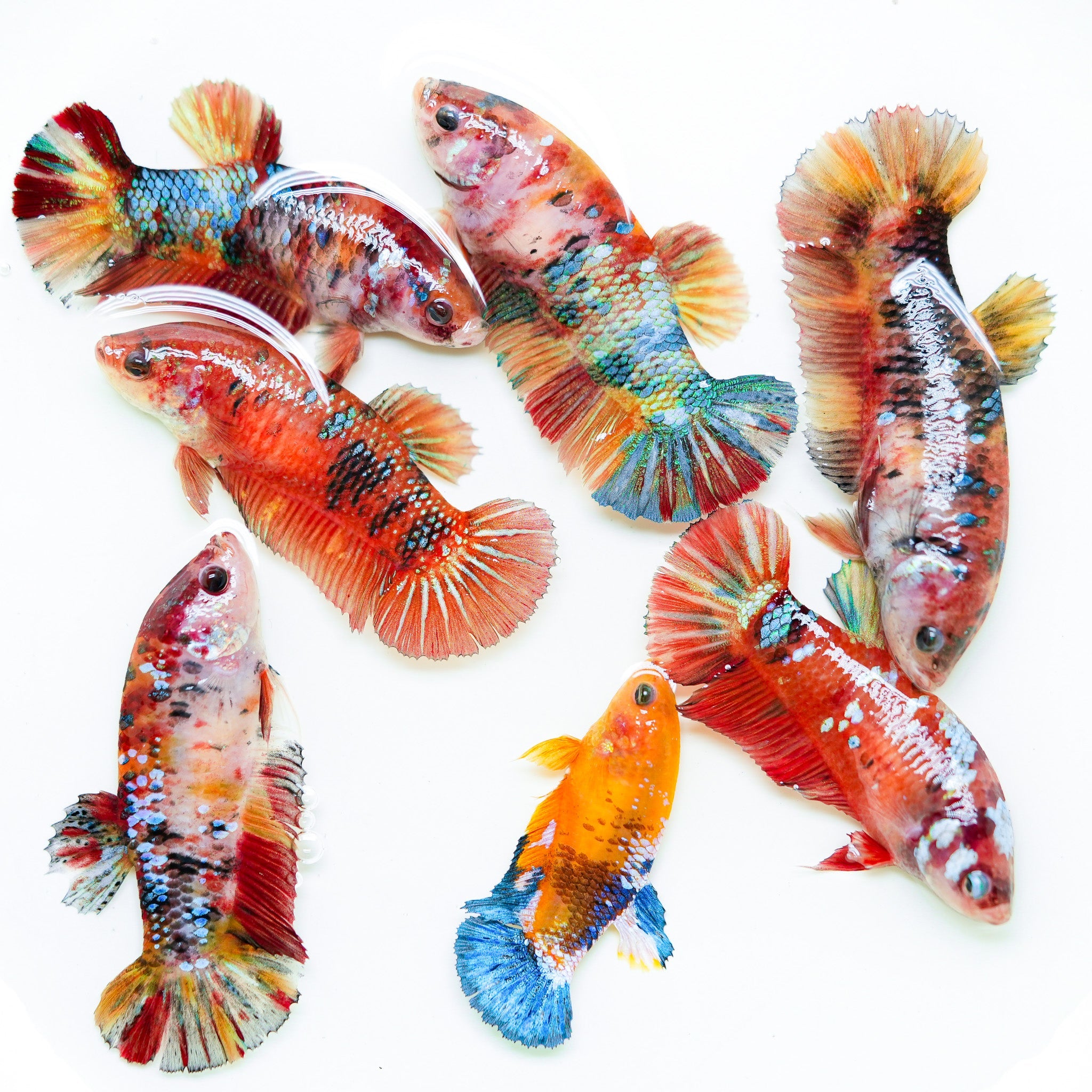 Female Giant Betta Fish