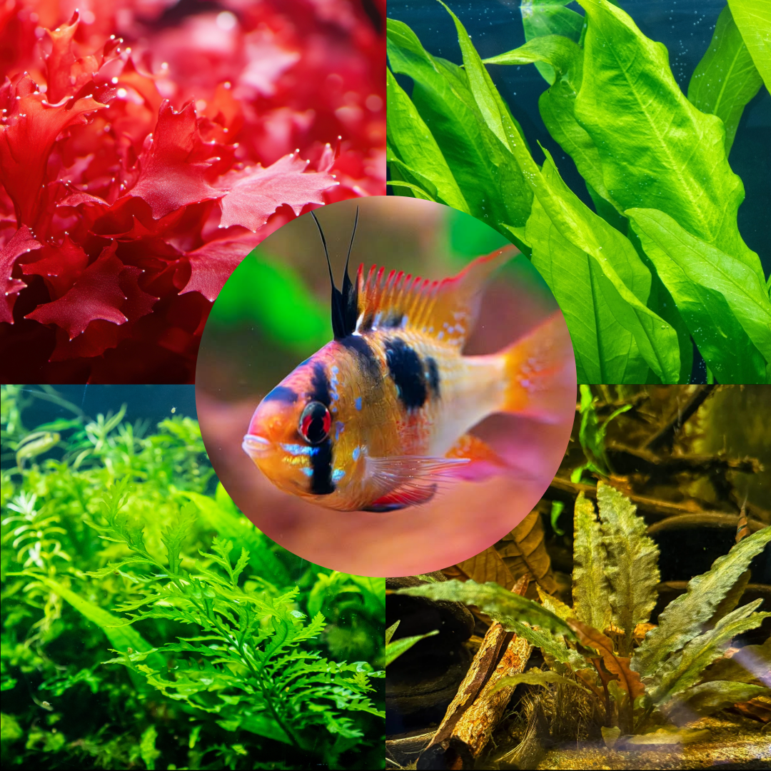 Plant Package for Ram Cichlid Fish Tank