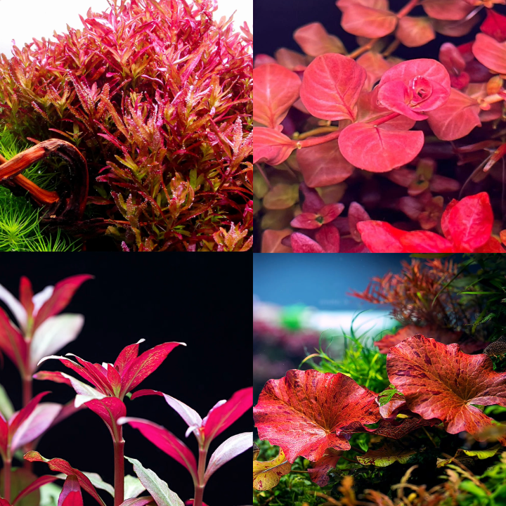 Red Aquarium Plant Package
