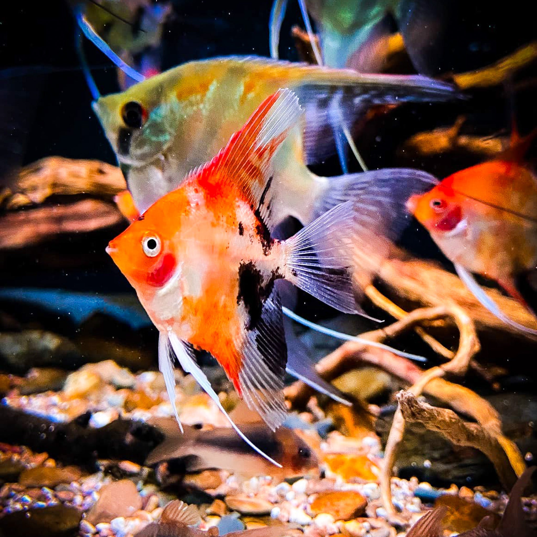 Red Devil Angelfish