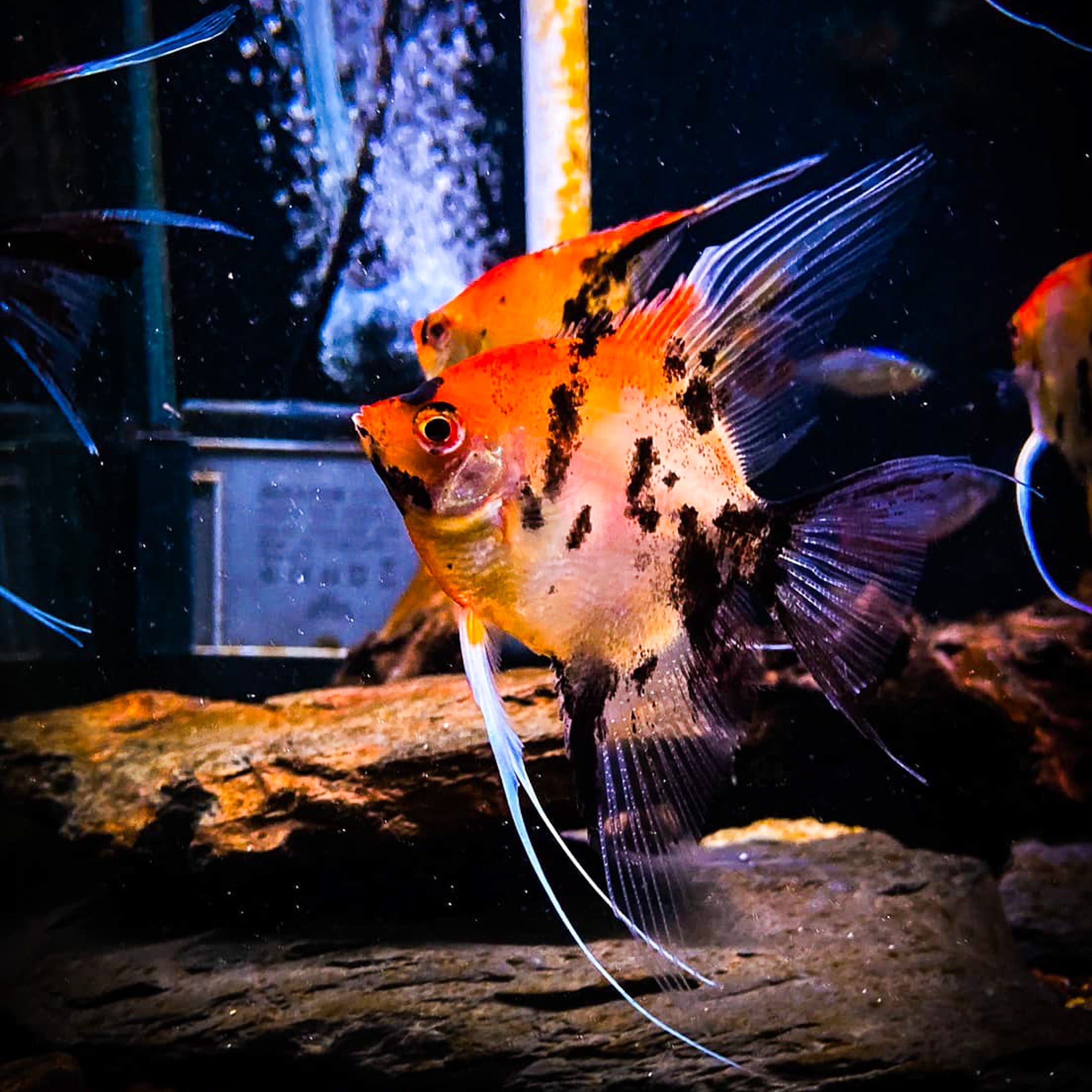 Red Devil Angelfish