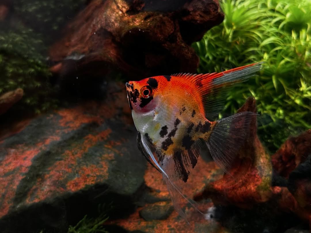 Red Devil Angelfish