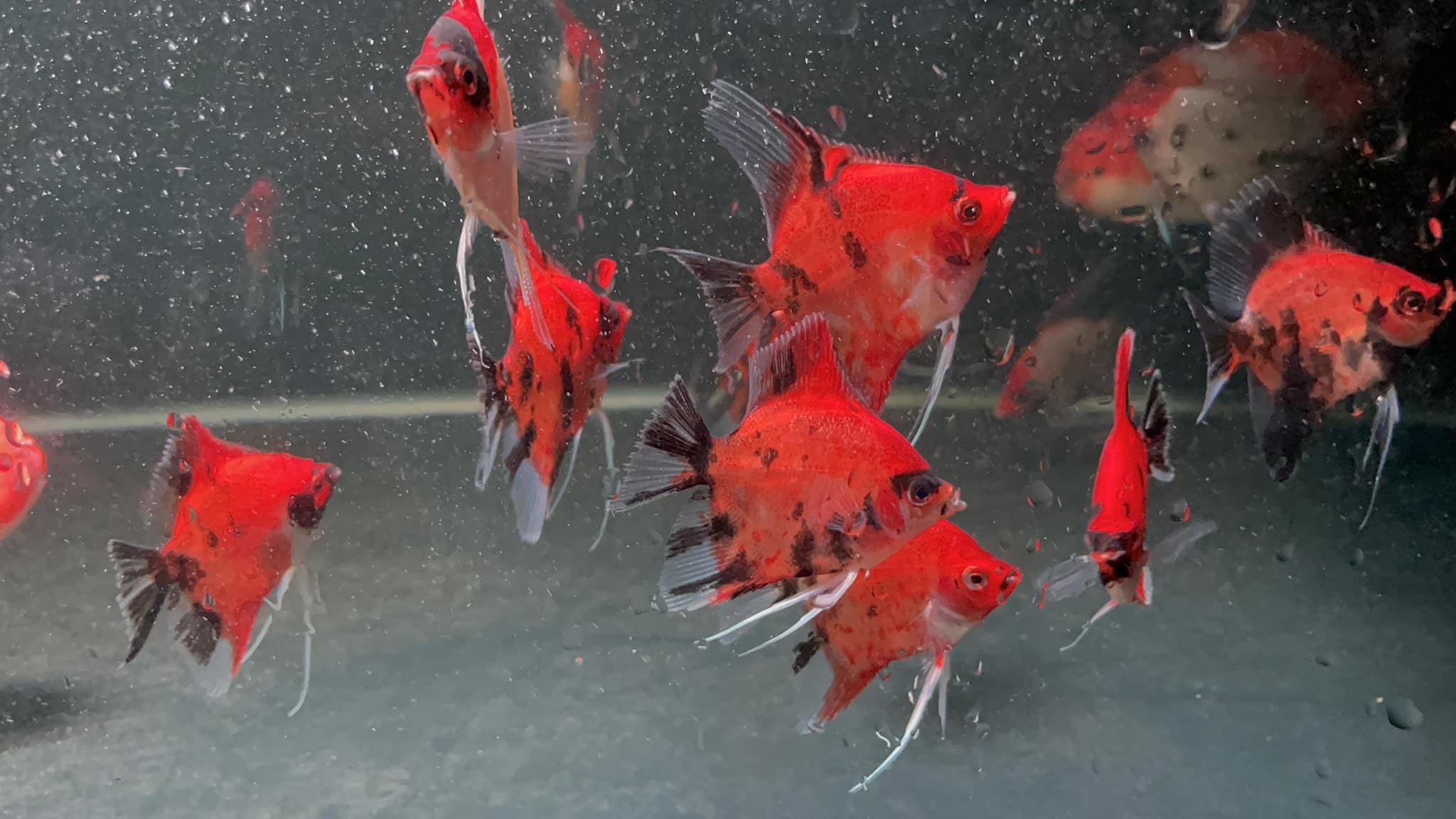 Red Devil Angelfish