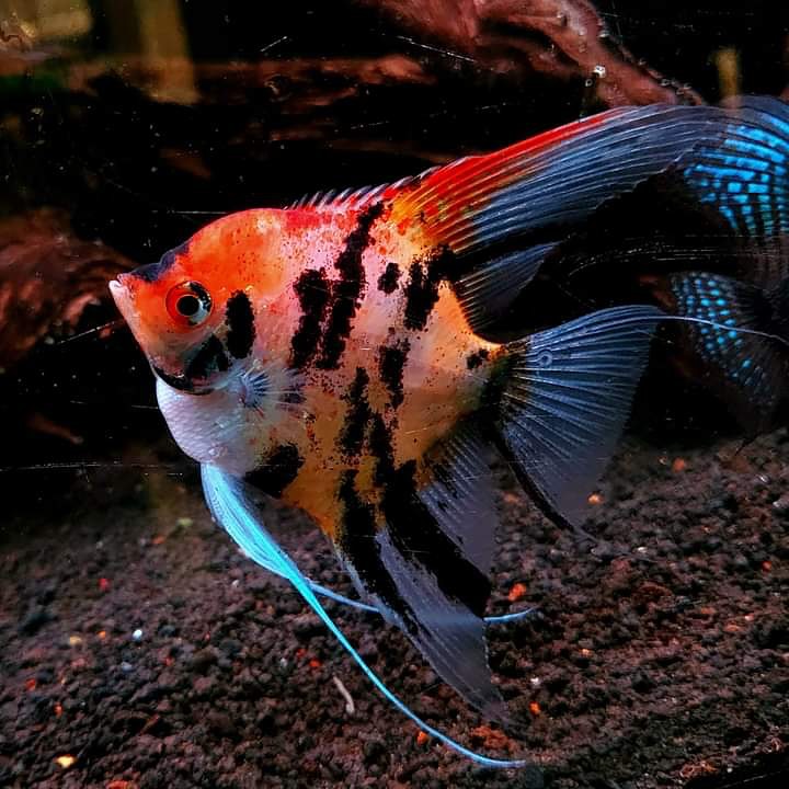 Red Devil Angelfish