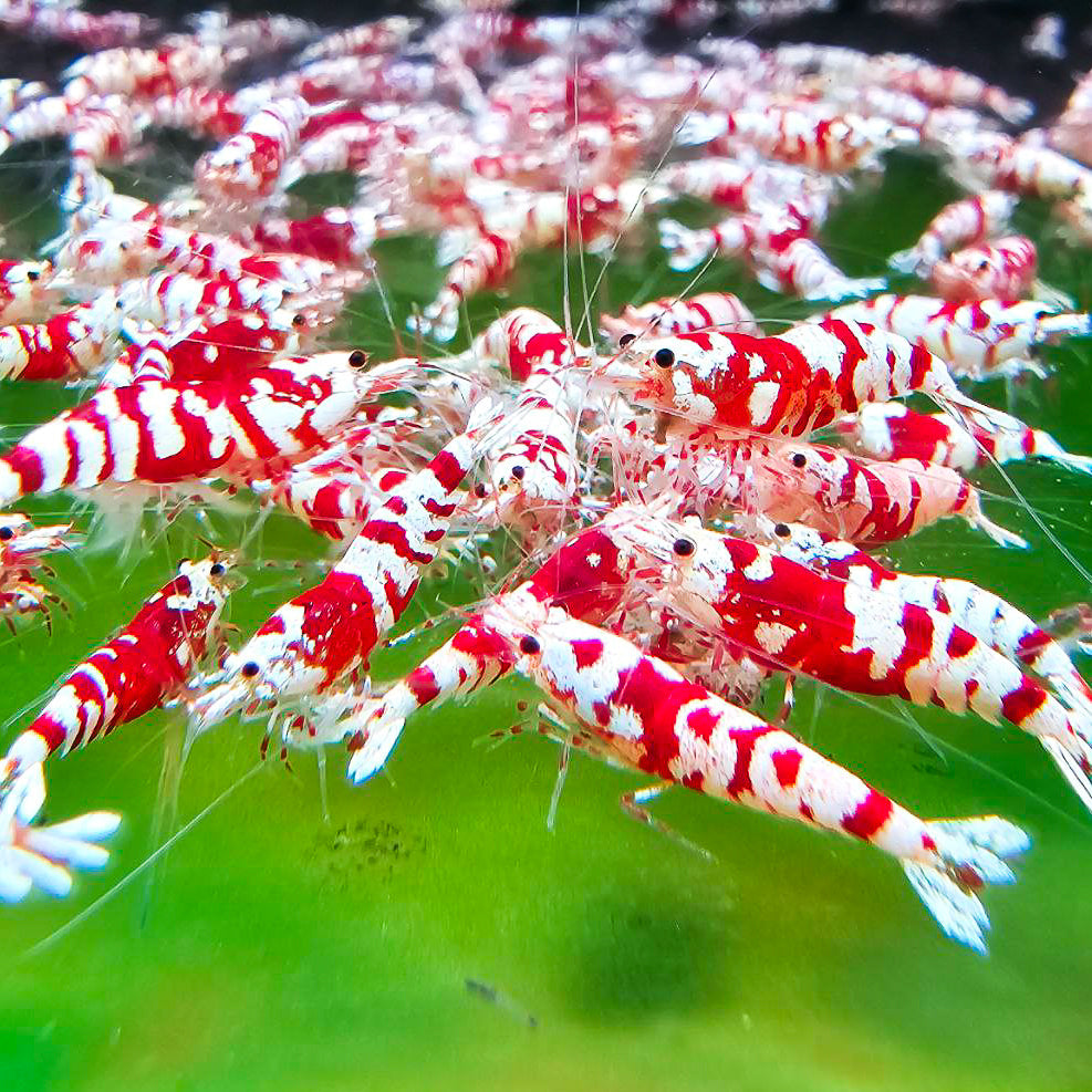 Red Fancy Tiger Caridina Shrimp