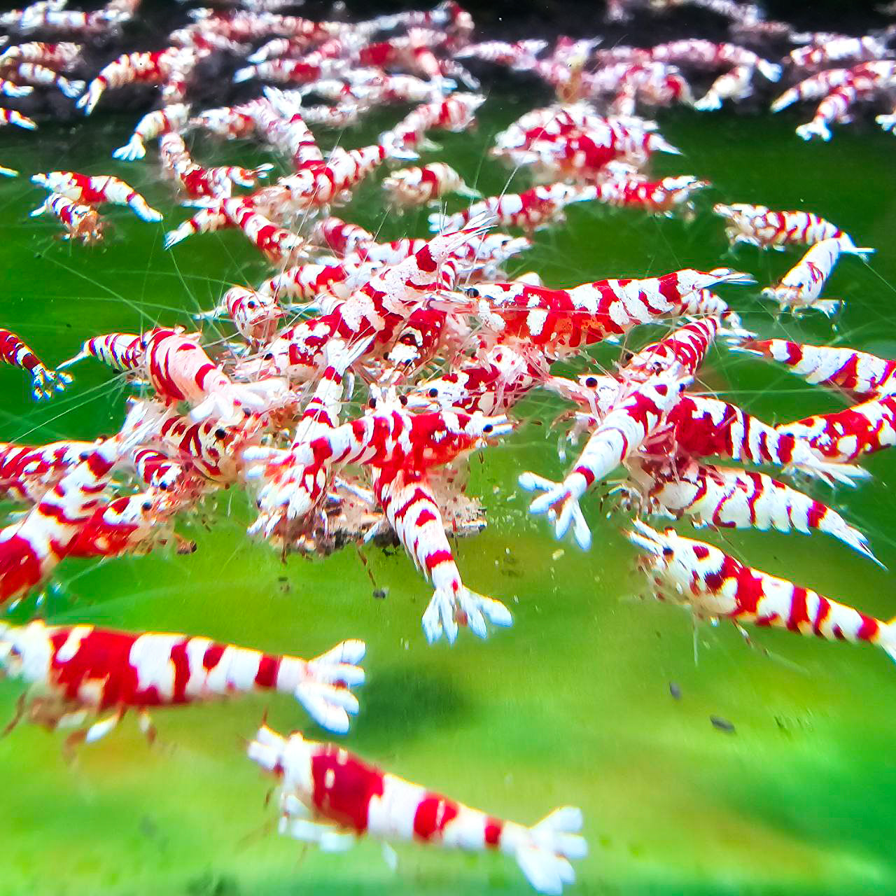 Red Fancy Tiger Caridina Shrimp
