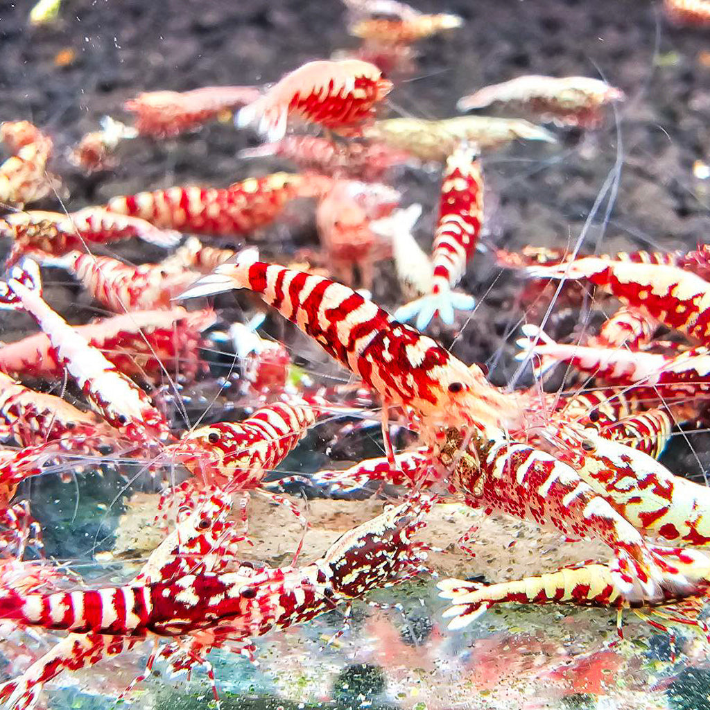 Red Galaxy Caridina Shrimp