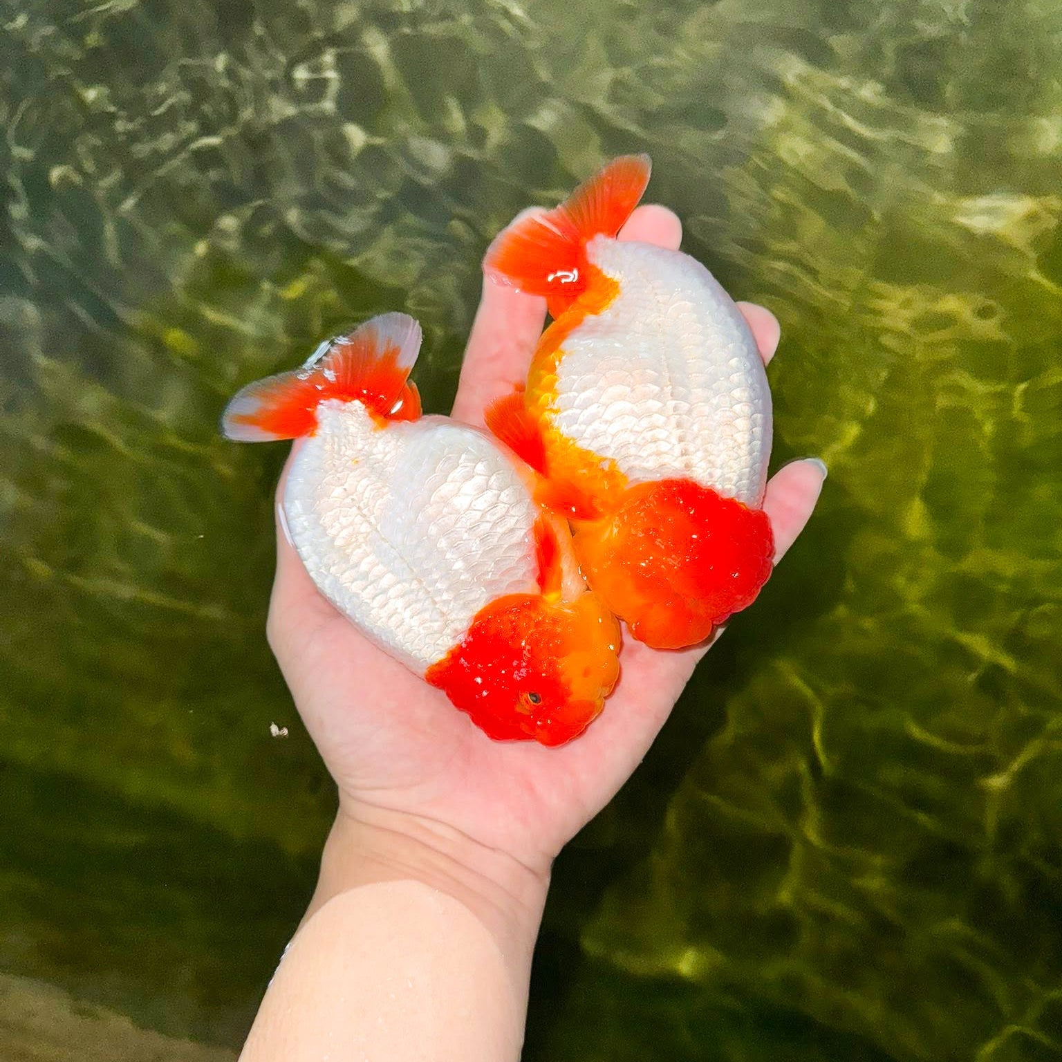 Red Head White Body Ranchu Goldfish | Grower Pick