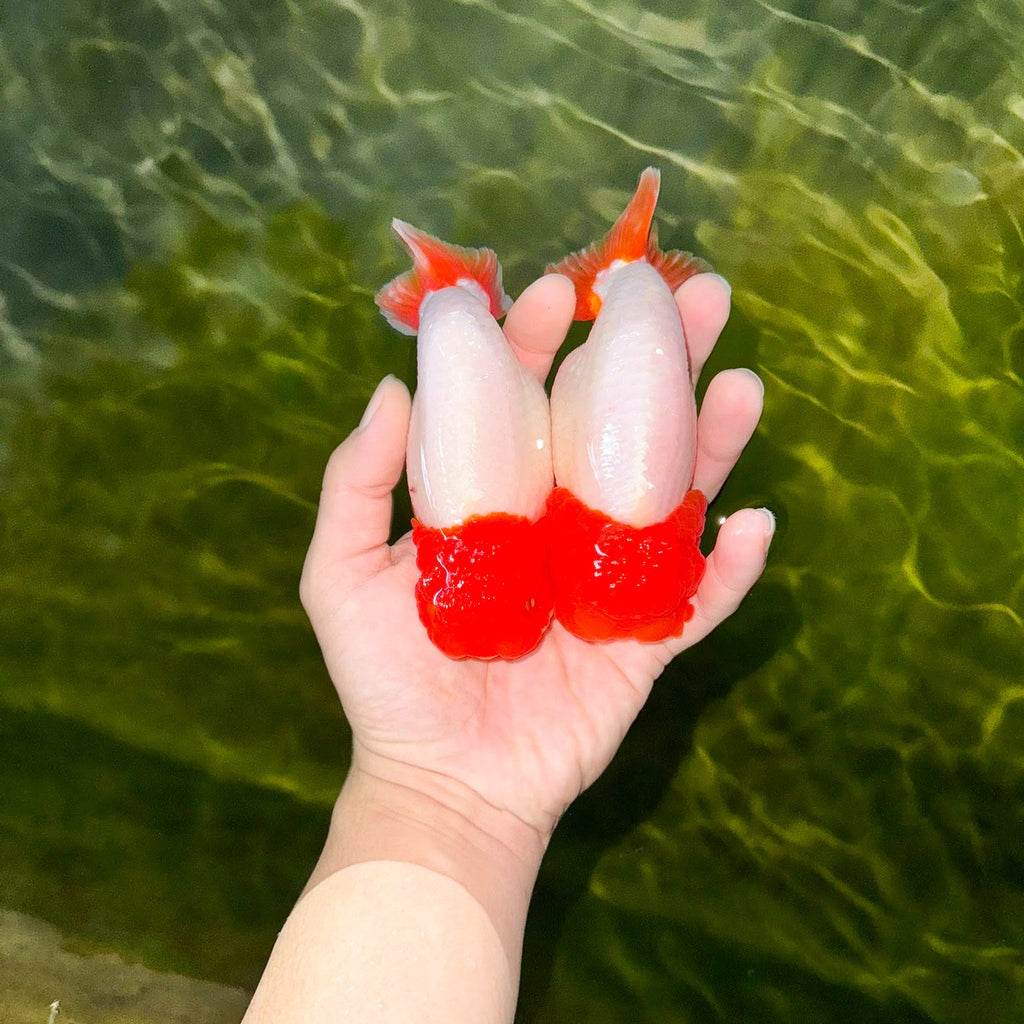 Red Head White Body Ranchu Goldfish | Grower Pick
