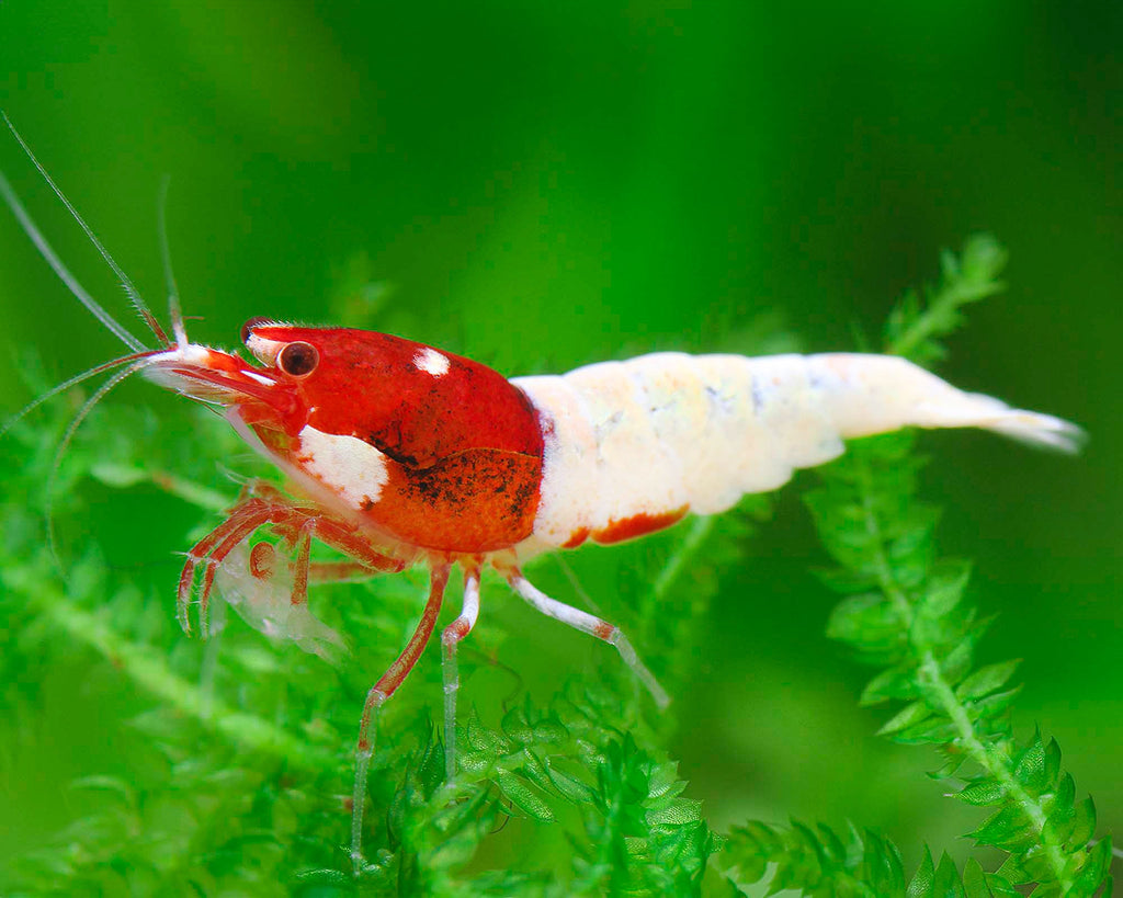Red Pinto Caridina Shrimp