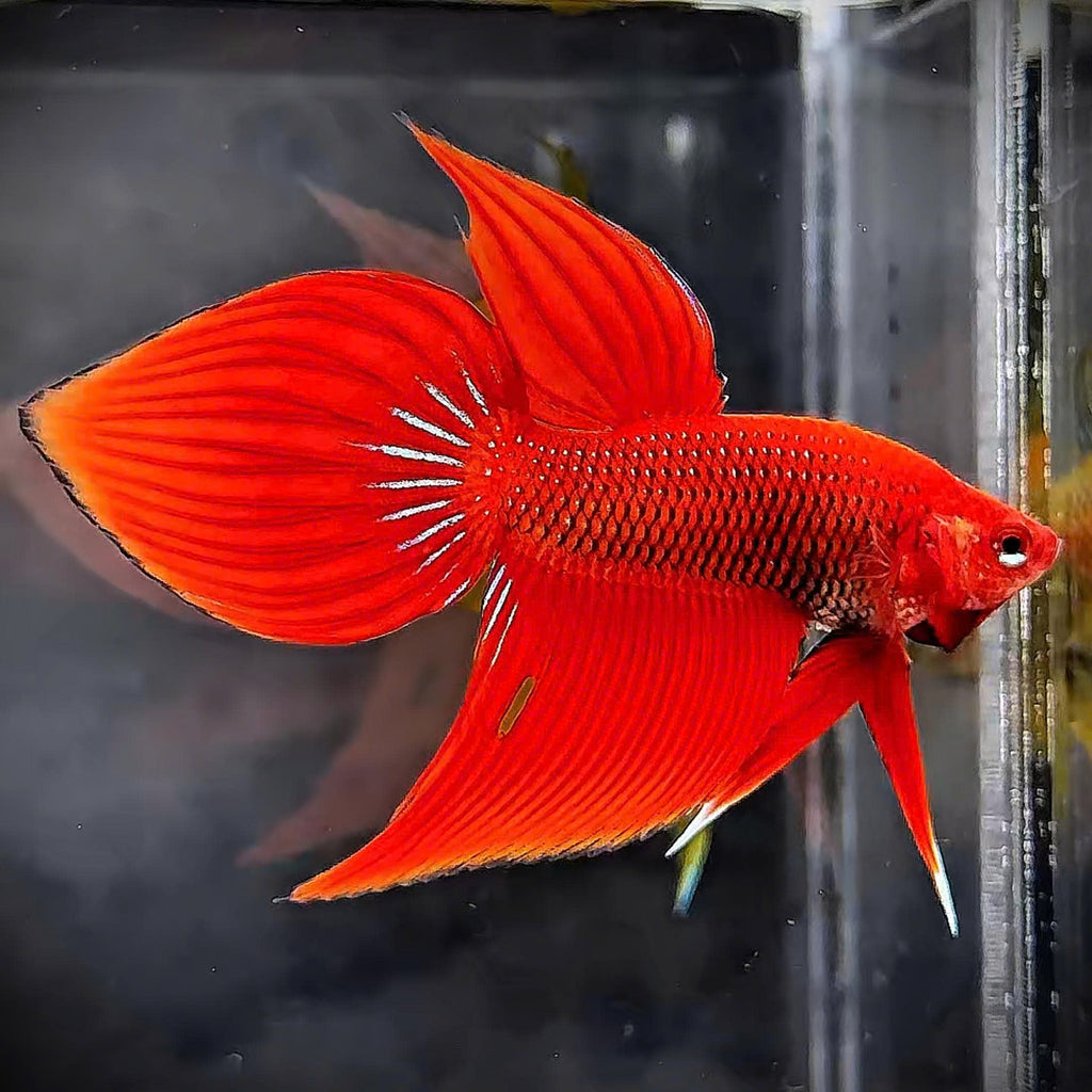 Red Spade Tail Wild Betta Splendens Male