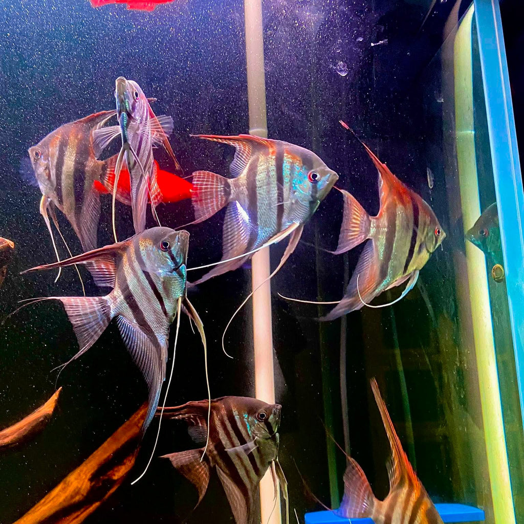 Santa Isabel Angelfish