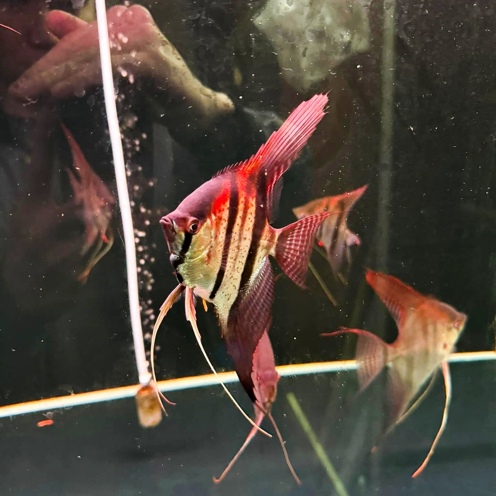 Santa Isabel Angelfish