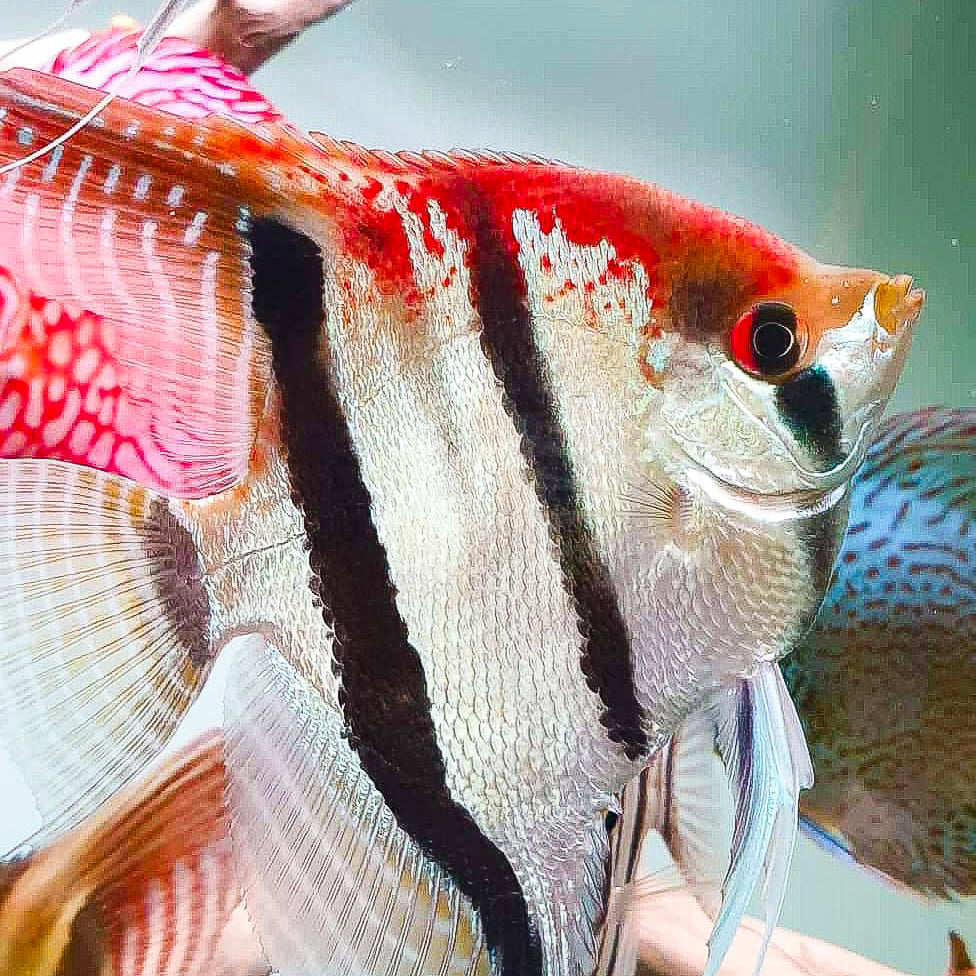 Santa Isabel Angelfish