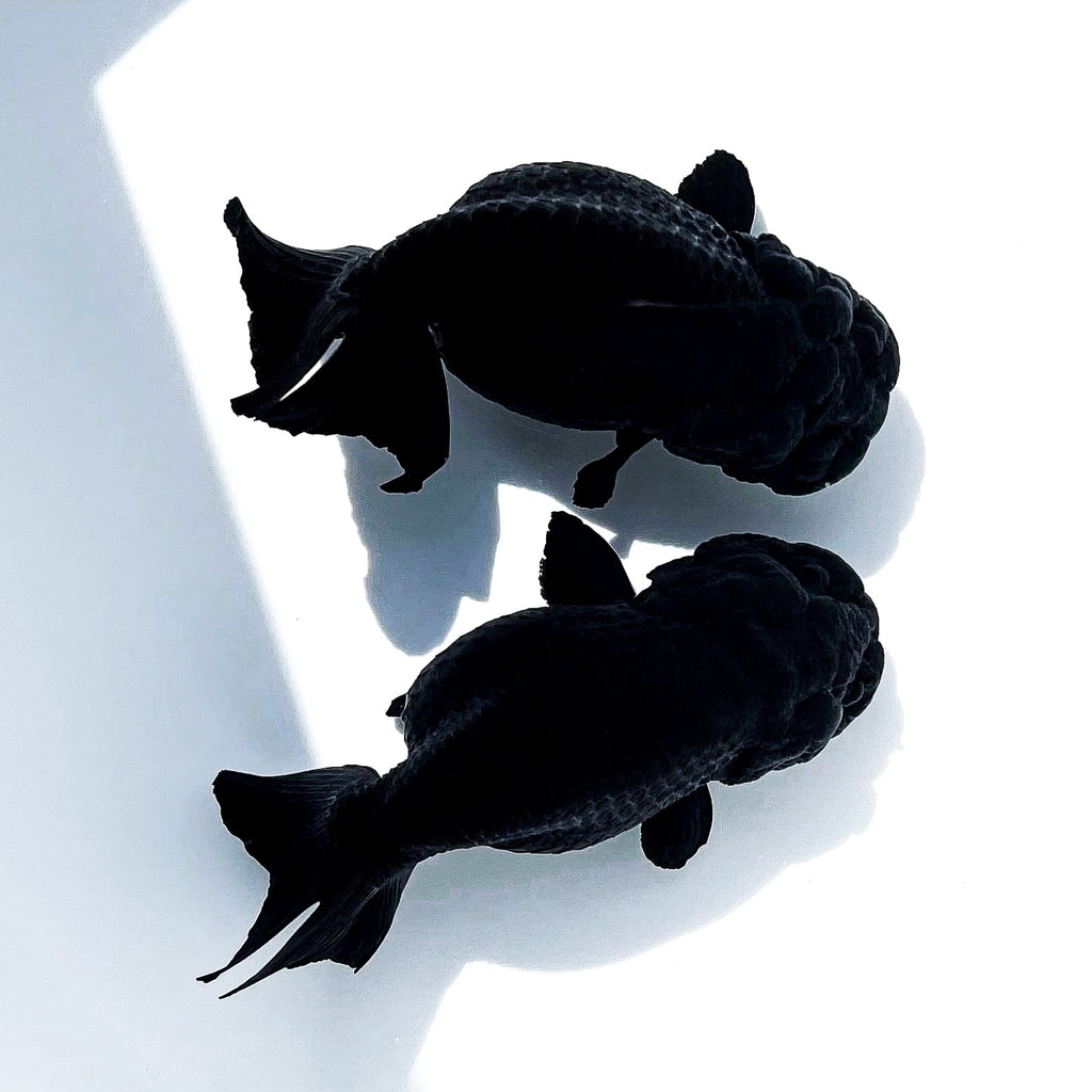 Jet Black Ranchu Goldfish | Grower Pick