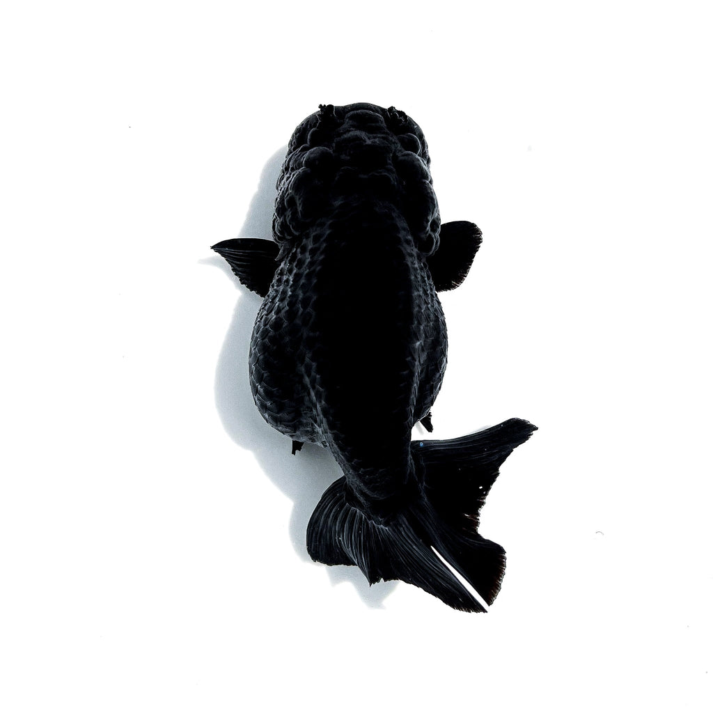 Jet Black Ranchu Goldfish | Grower Pick