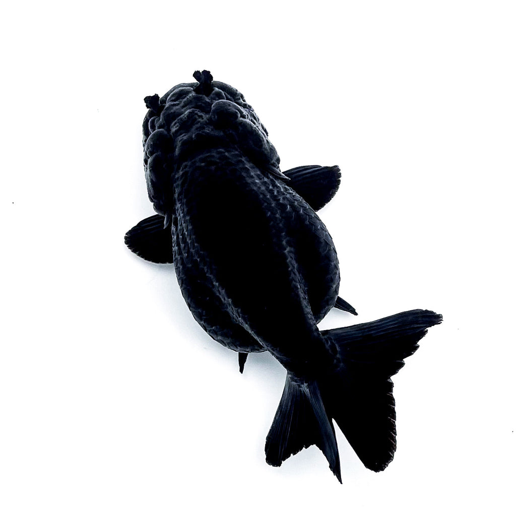 Jet Black Ranchu Goldfish | Grower Pick