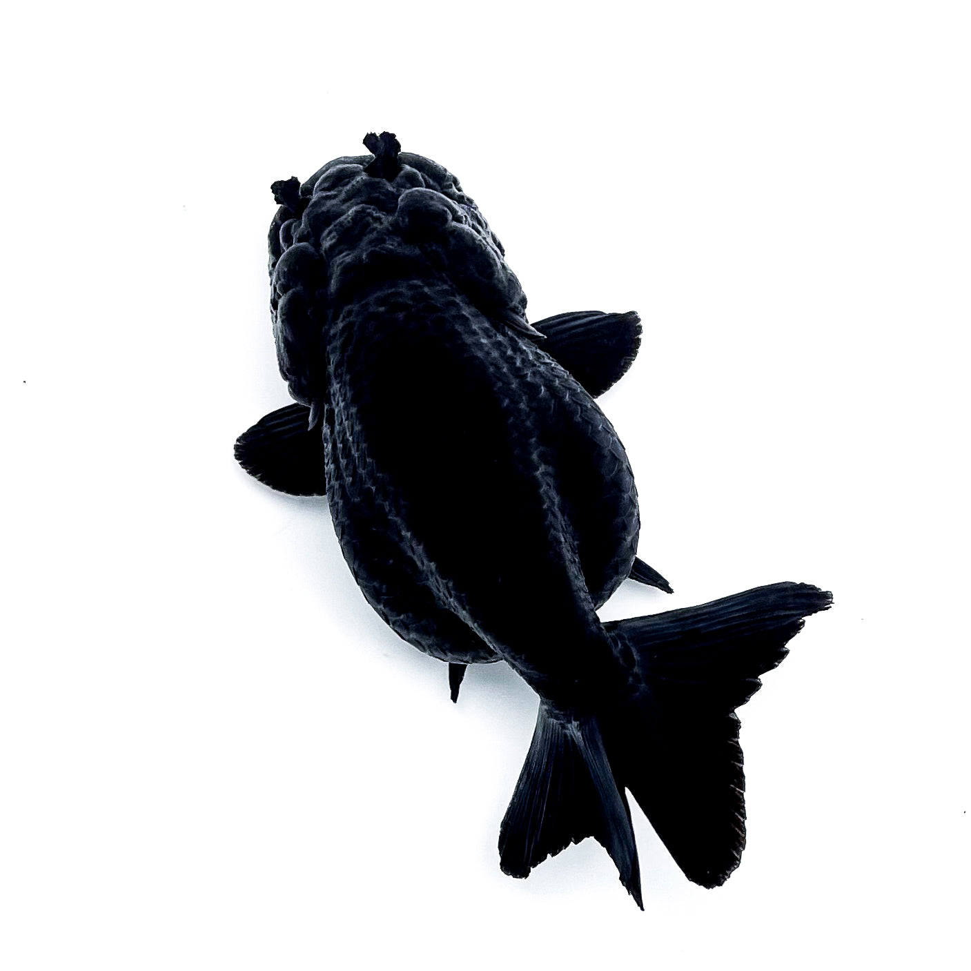 Jet Black Ranchu Goldfish | Grower Pick