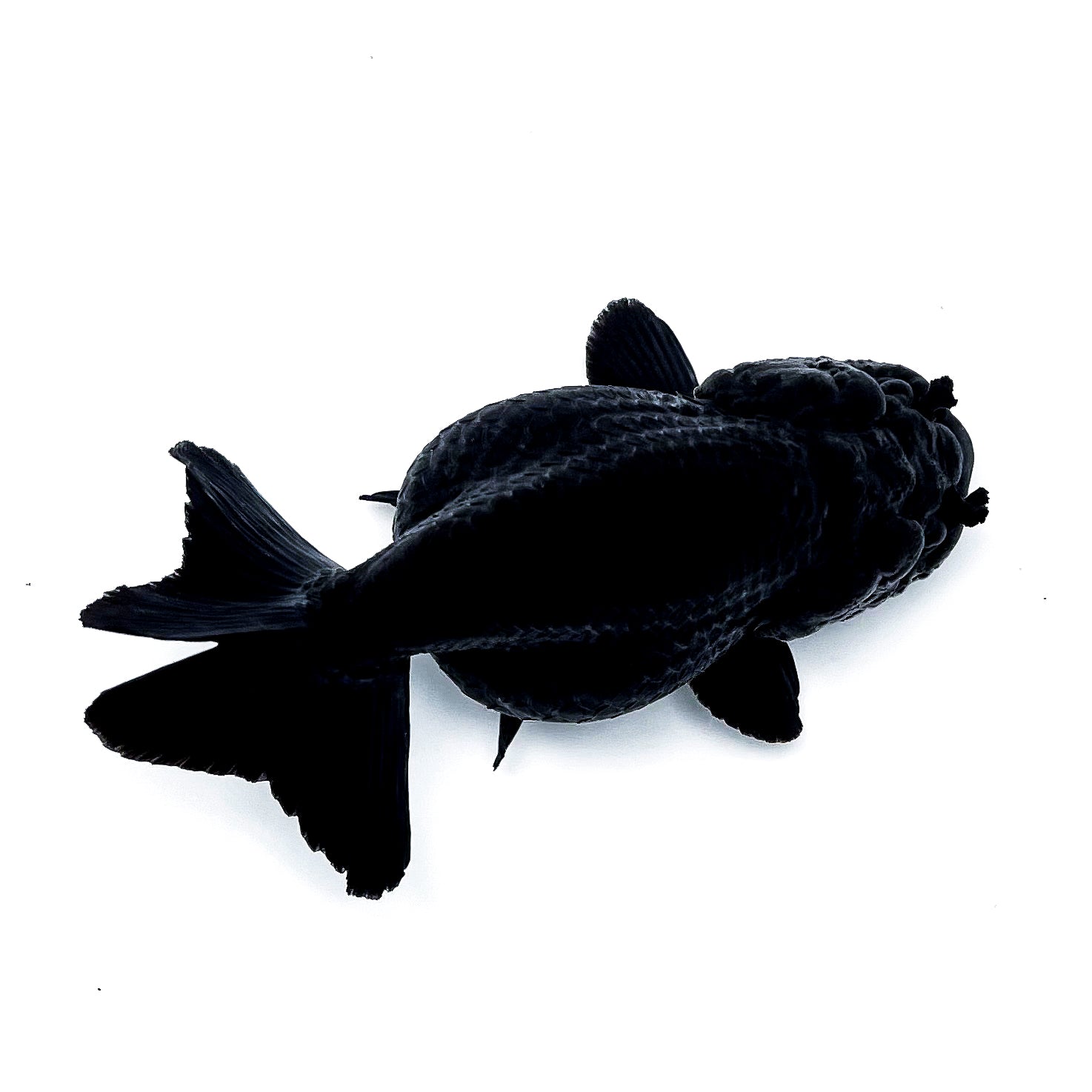 Jet Black Ranchu Goldfish | Grower Pick