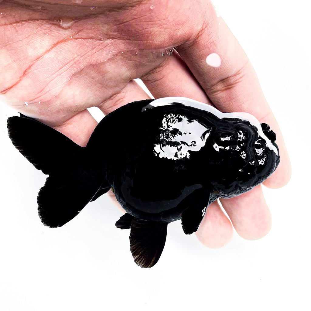 Jet Black Ranchu Goldfish | Grower Pick