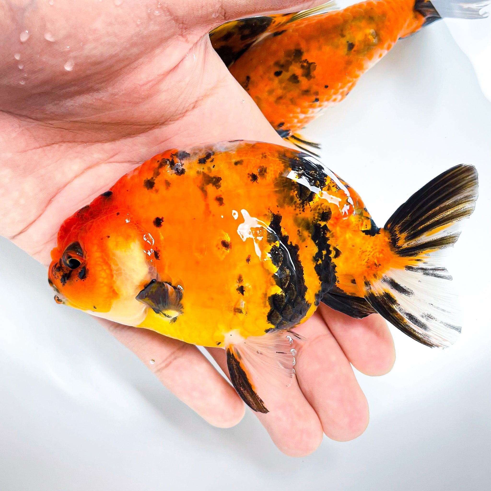 Tiger Calico Ranchu Goldfish | Grower Pick