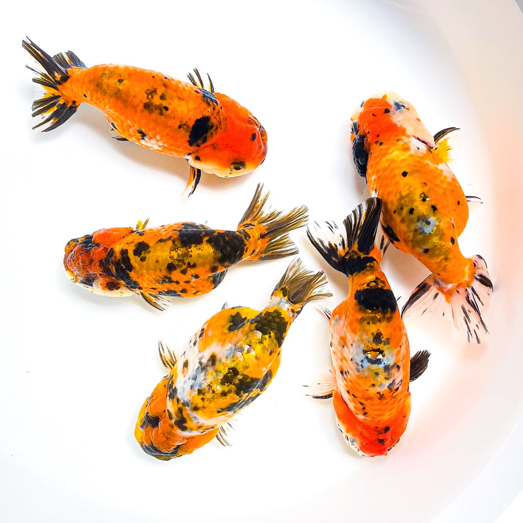 Tiger Calico Ranchu Goldfish | Grower Pick