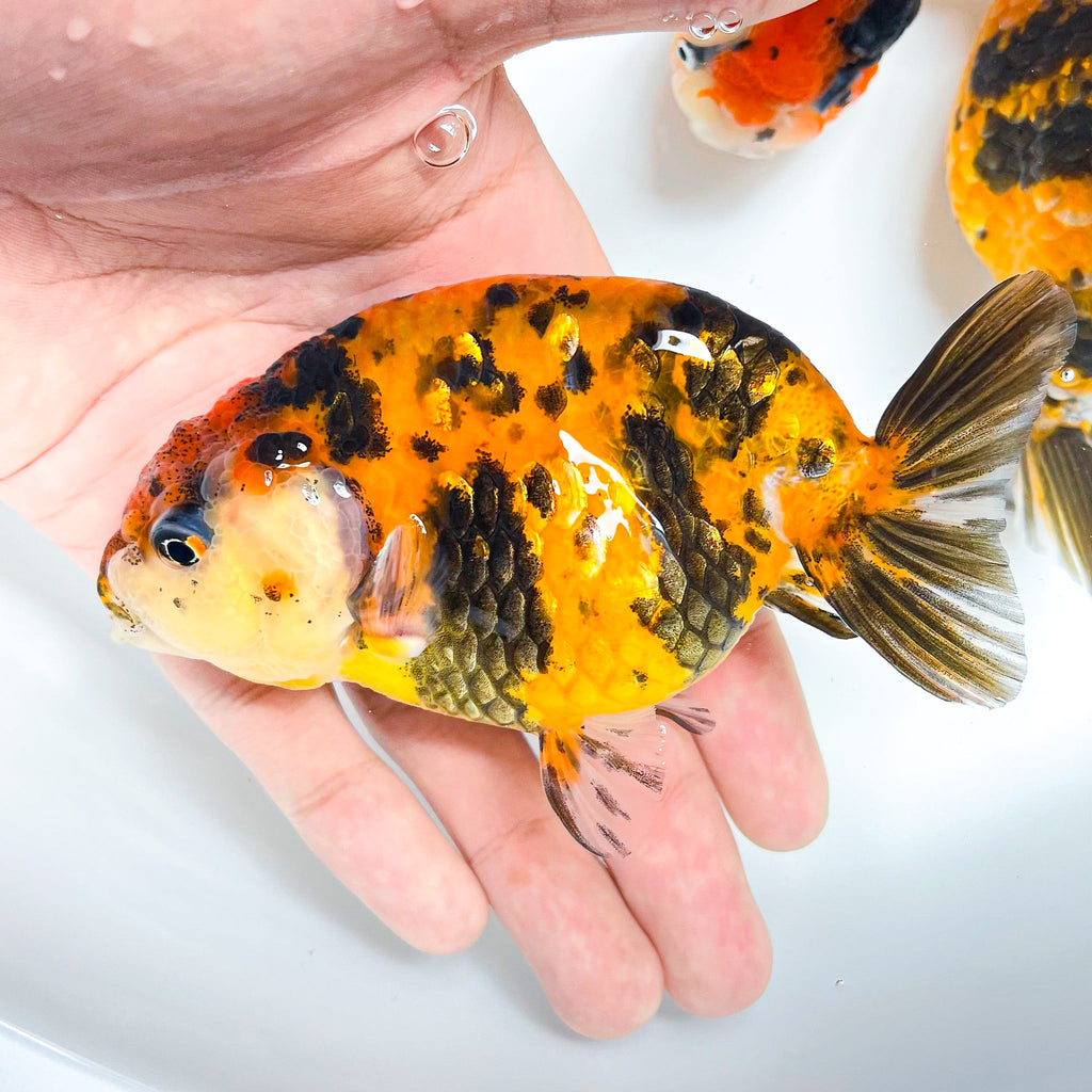 Tiger Calico Ranchu Goldfish | Grower Pick