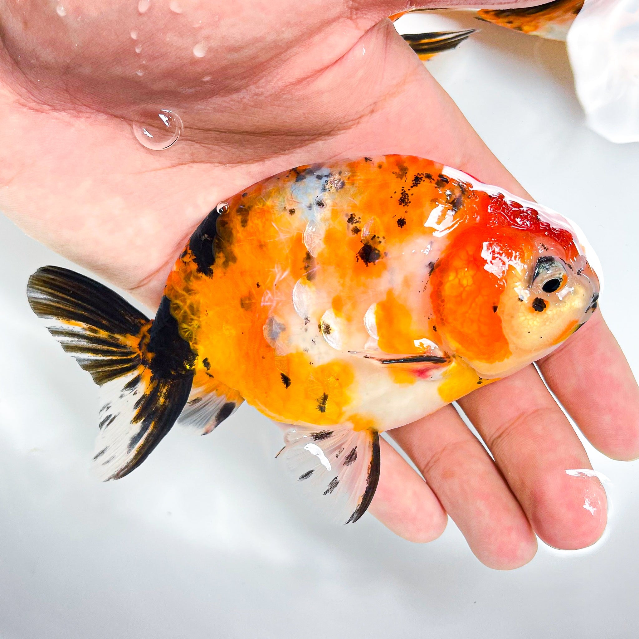 Tiger Calico Ranchu Goldfish | Grower Pick