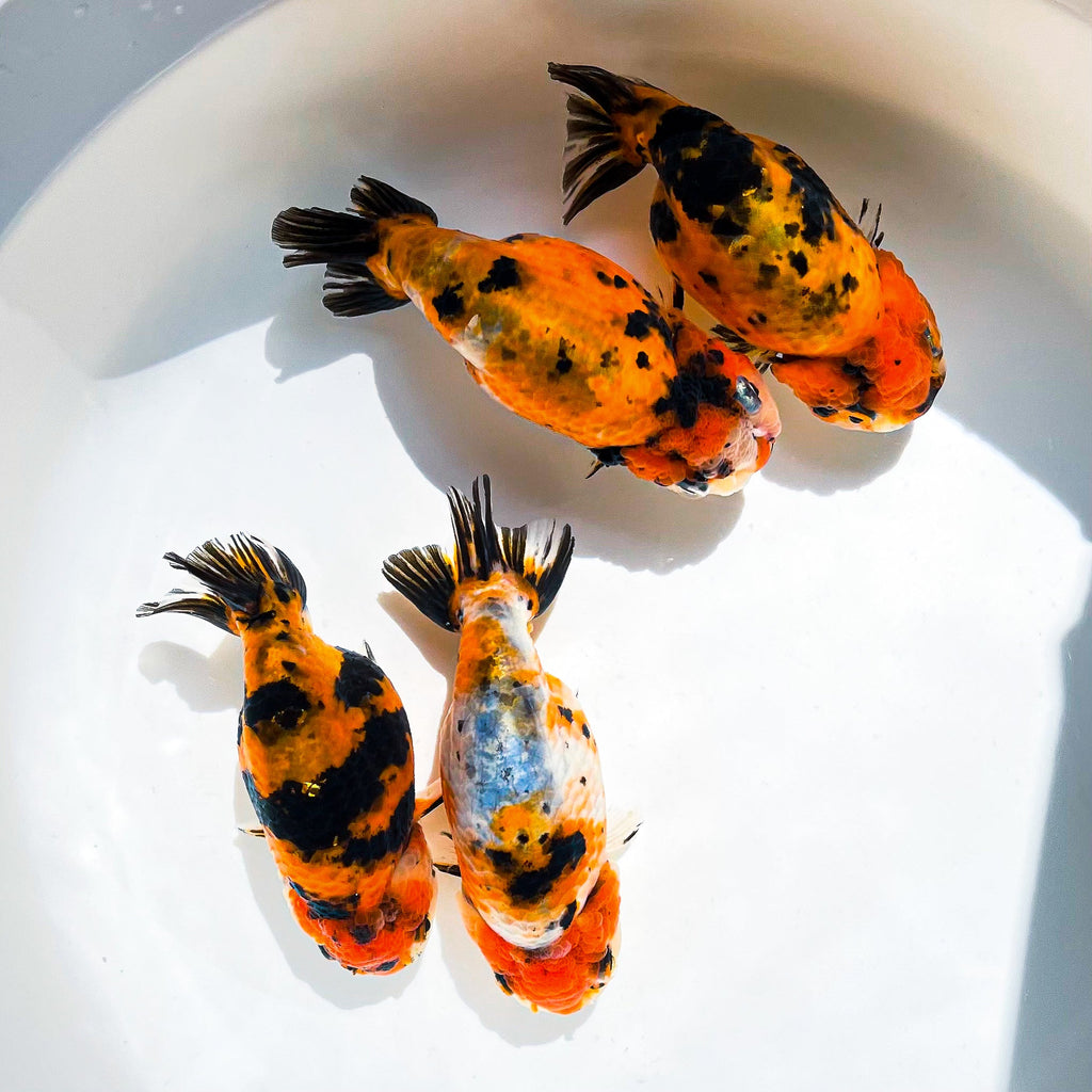 Tiger Calico Ranchu Goldfish | Grower Pick