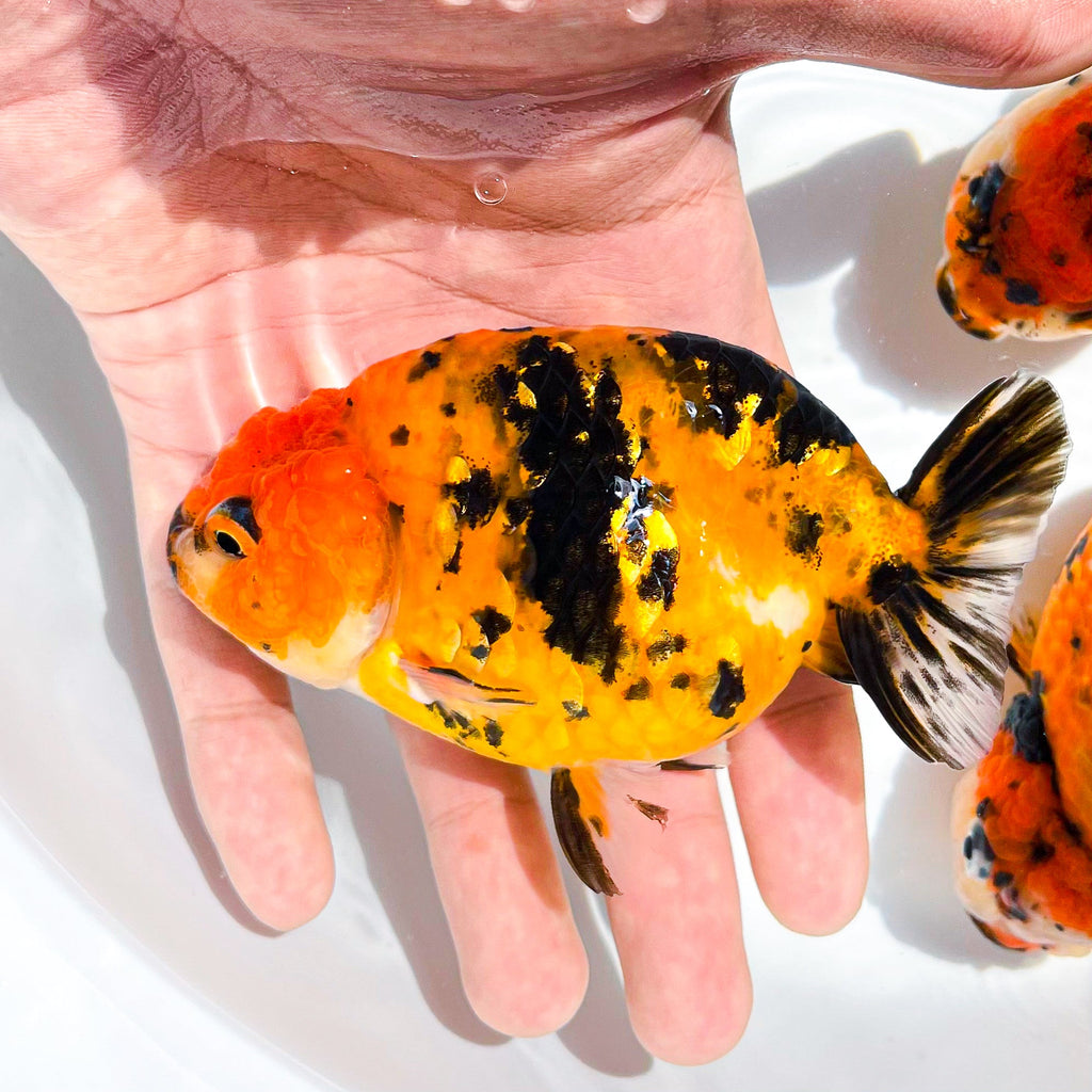 Tiger Calico Ranchu Goldfish | Grower Pick