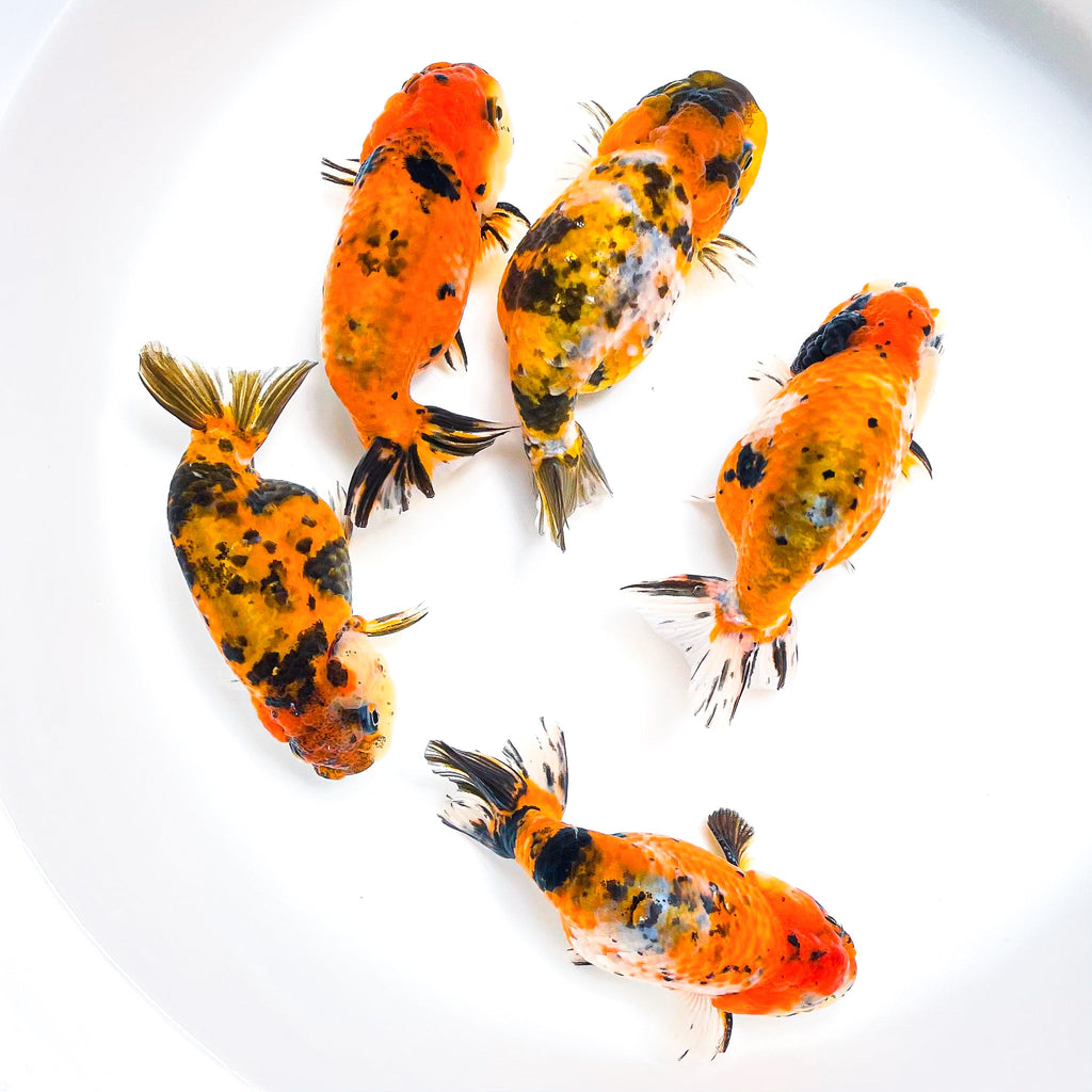 Tiger Calico Ranchu Goldfish | Grower Pick