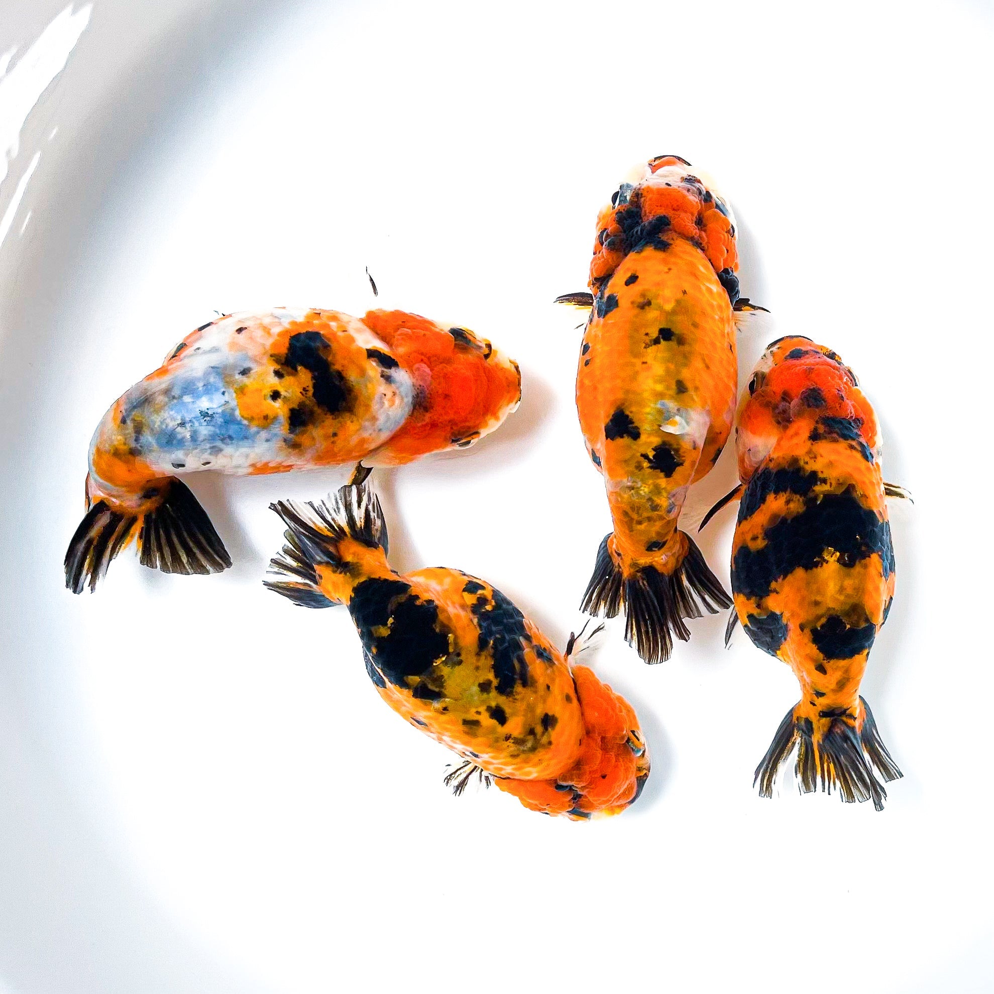 Tiger Calico Ranchu Goldfish | Grower Pick