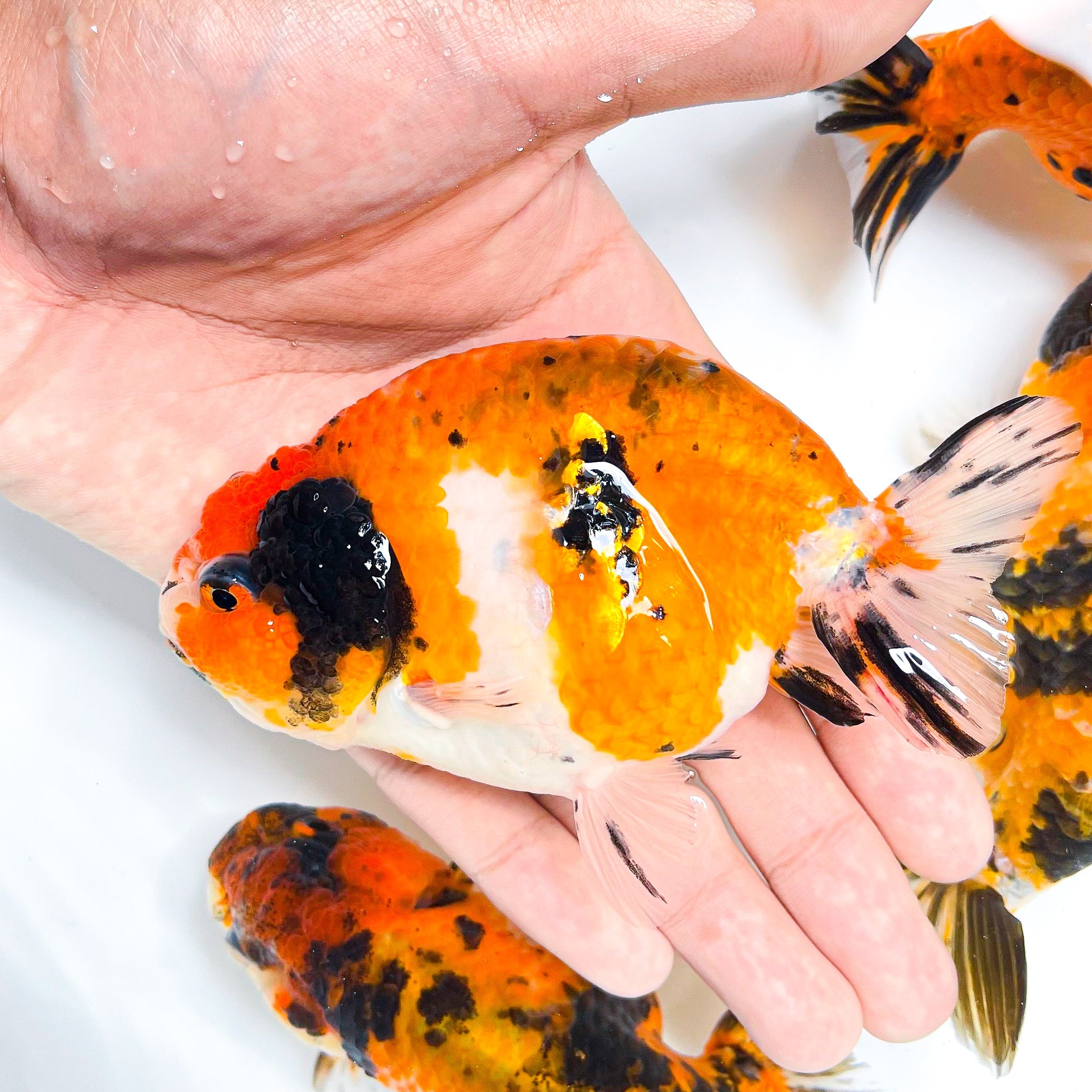 Tiger Calico Ranchu Goldfish | Grower Pick