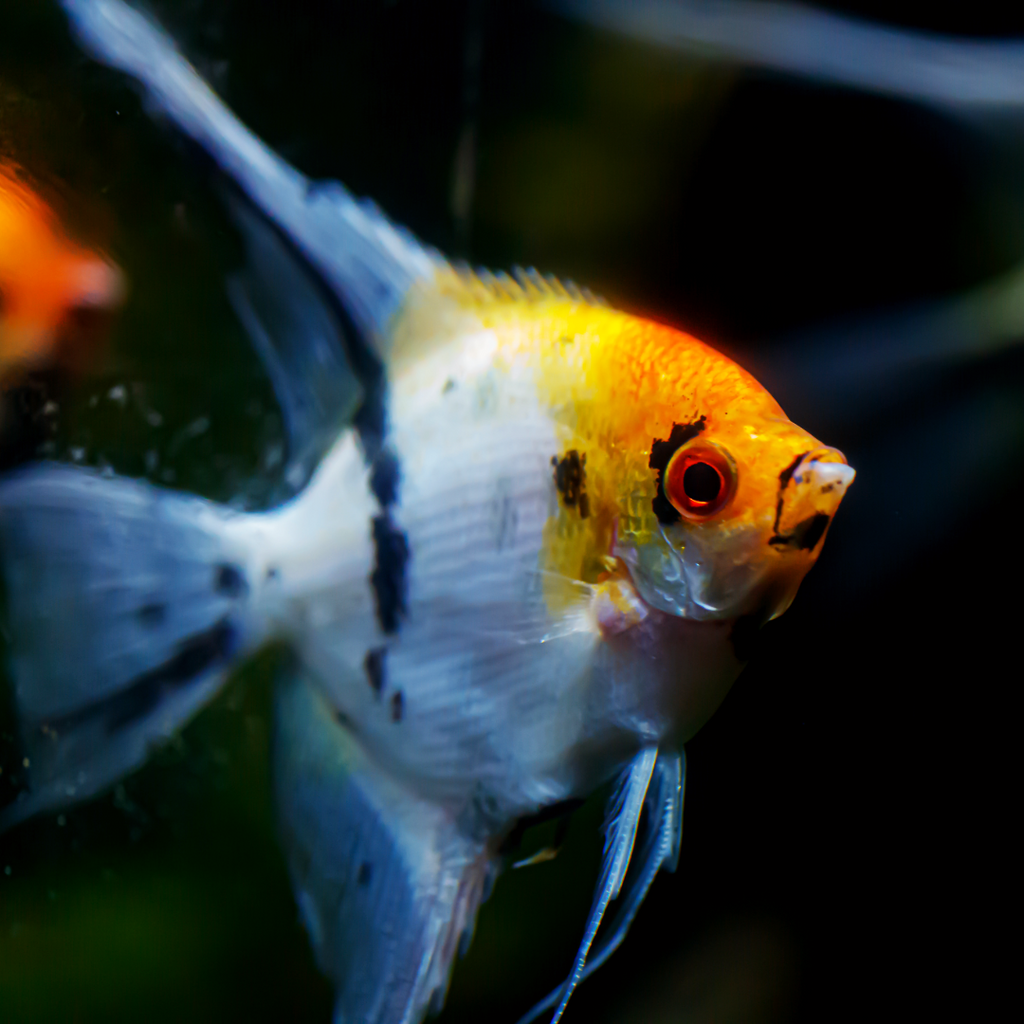 Tricolor Angelfish