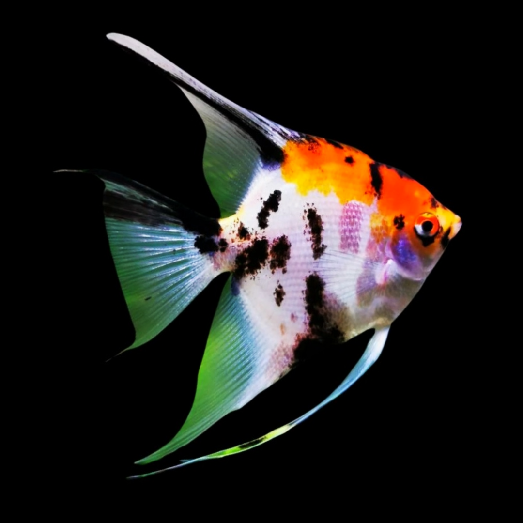 Tricolor Angelfish