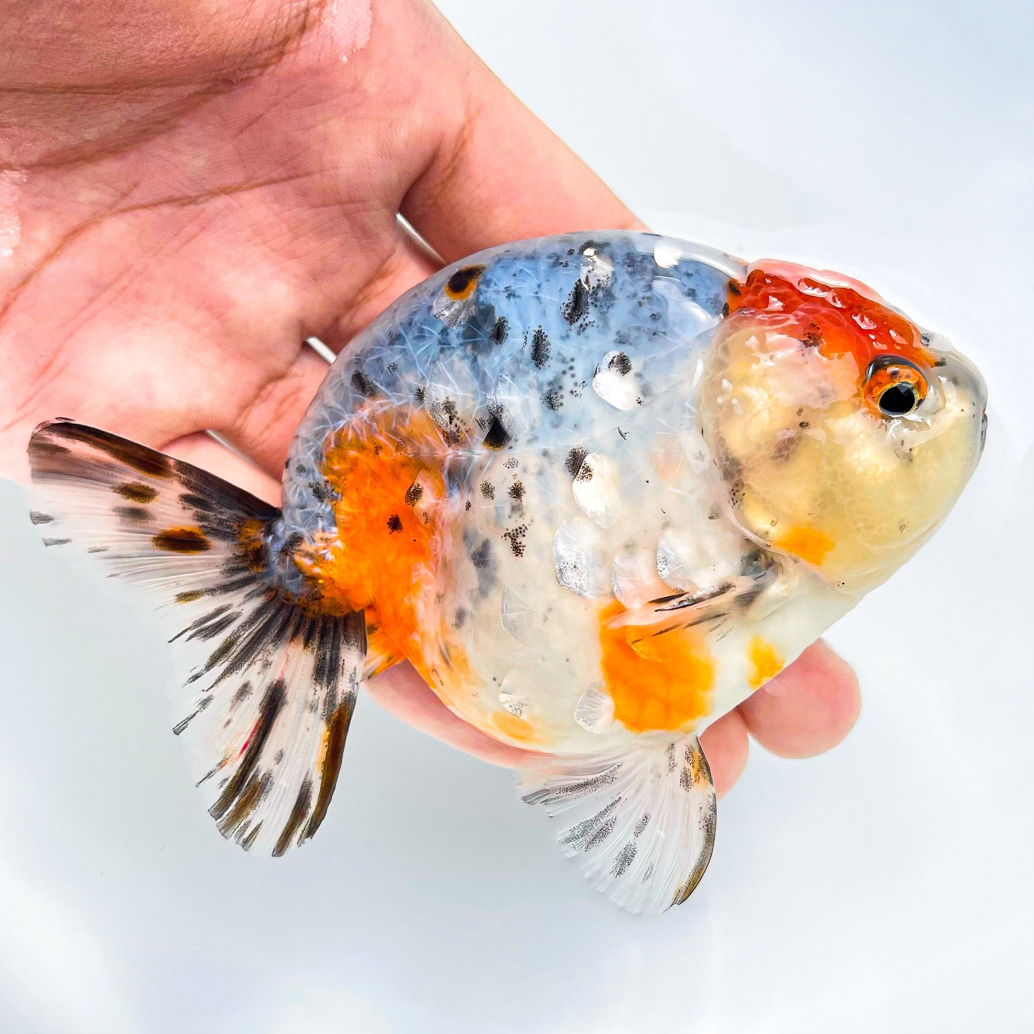 Tricolor Calico Ranchu Goldfish | Grower Pick