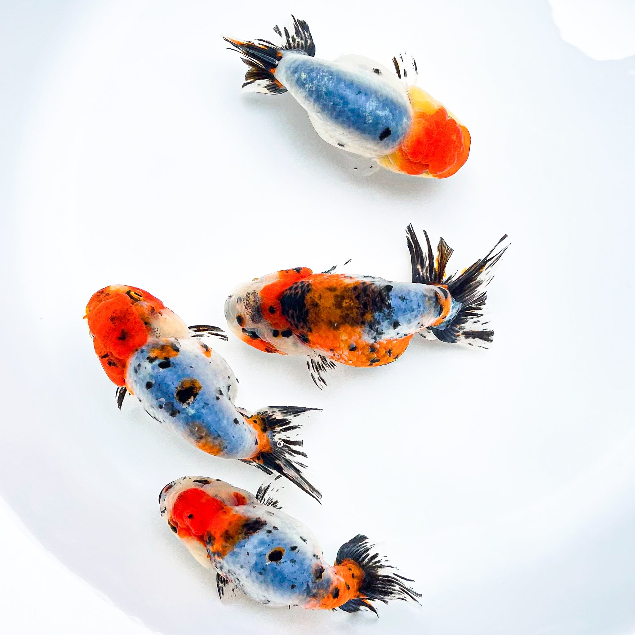 Tricolor Calico Ranchu Goldfish | Grower Pick