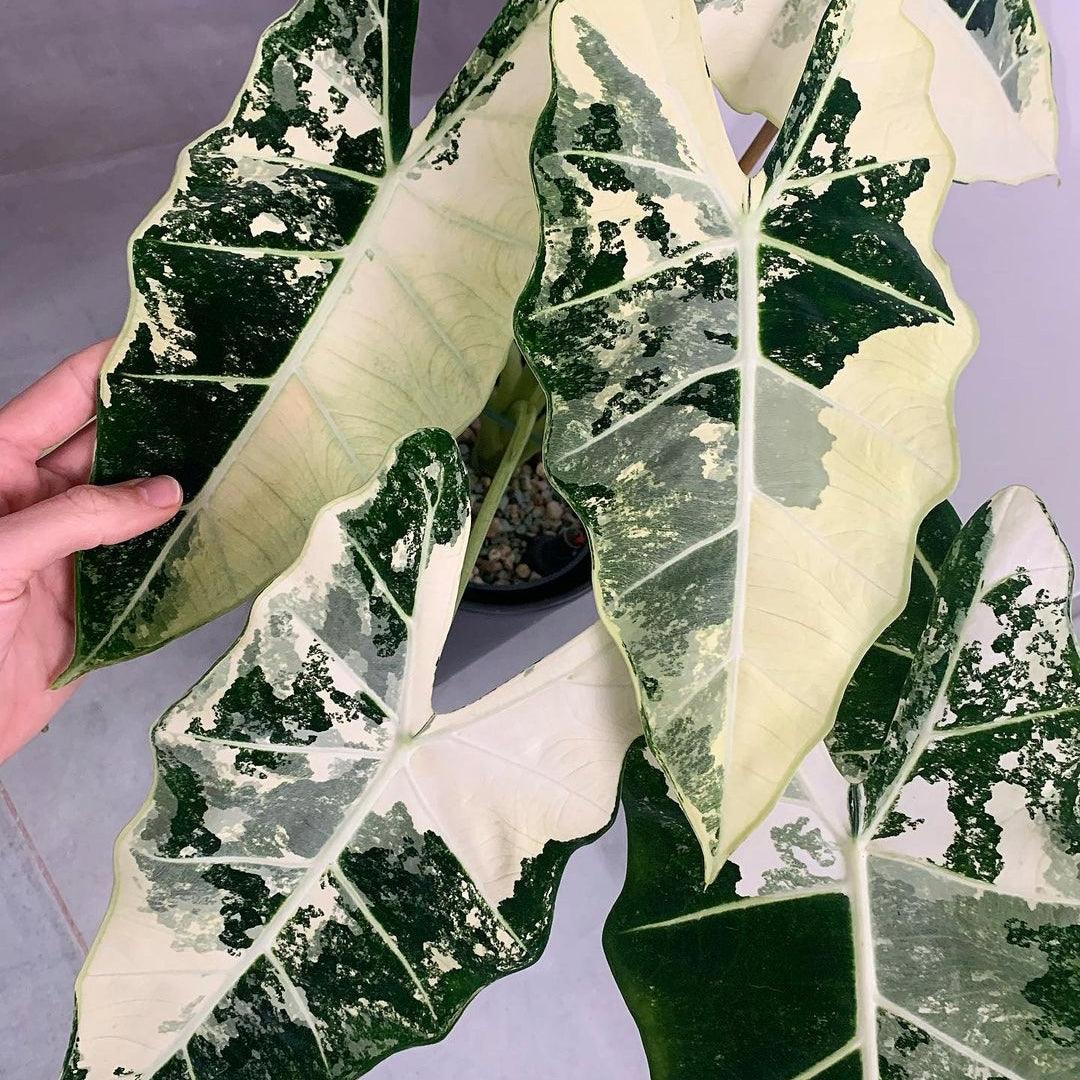 Variegated Alocasia Frydek Tissue Culture Plant