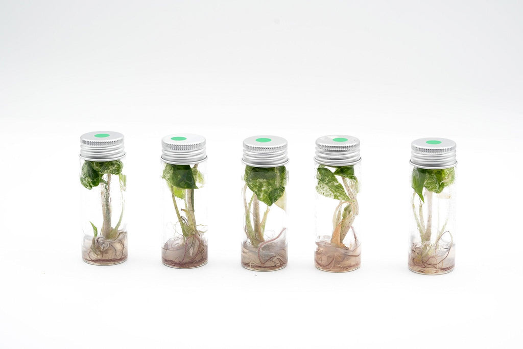 Variegated Alocasia Odora Batik Tissue Culture Plant