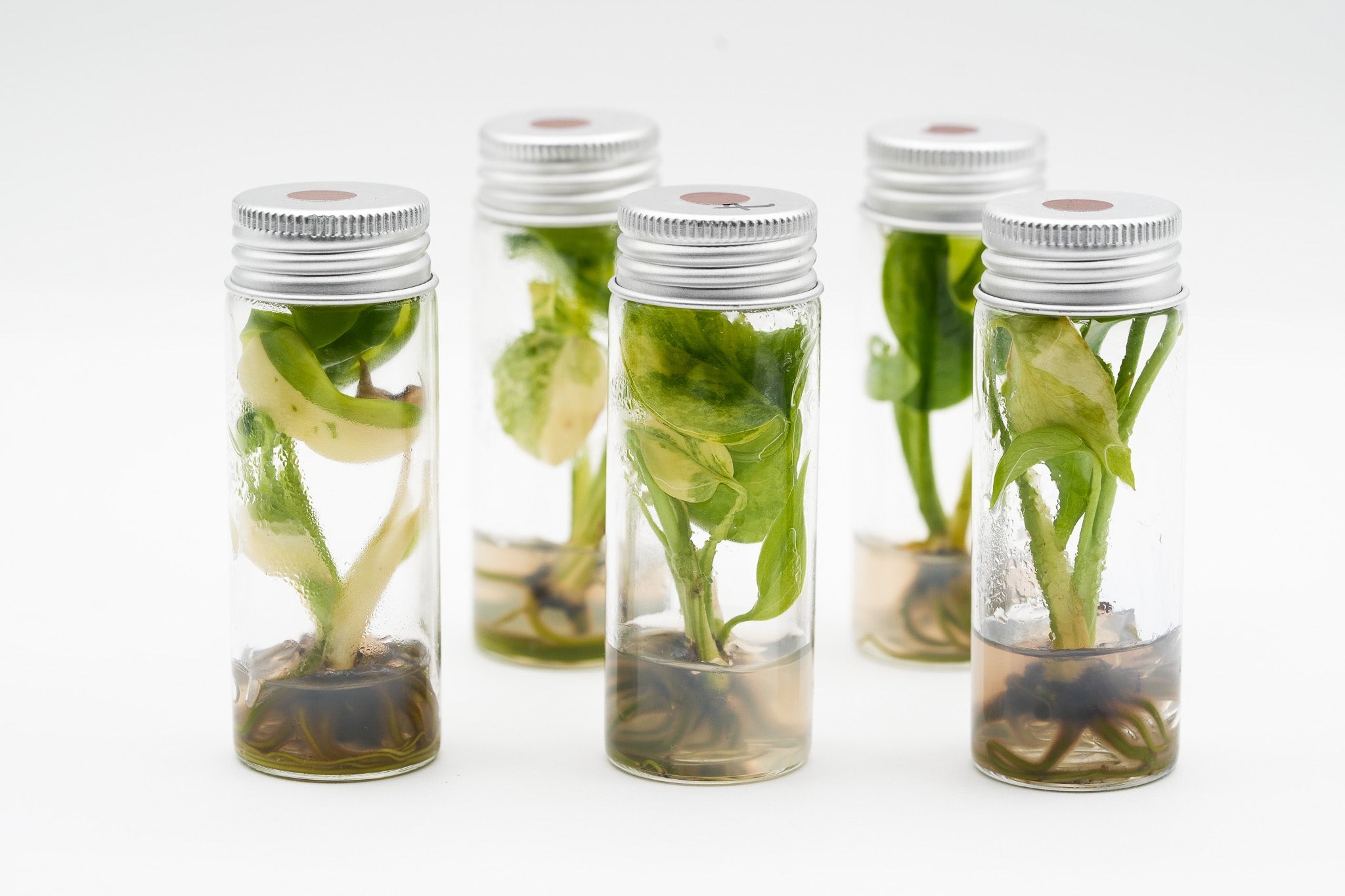 Variegated Monstera Yellow Marilyn Tissue Culture Plant