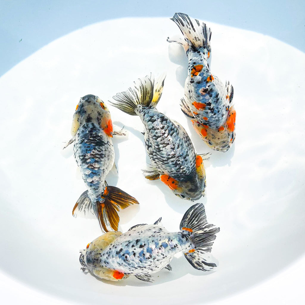 White Tiger Calico Ranchu Goldfish | Grower Pick