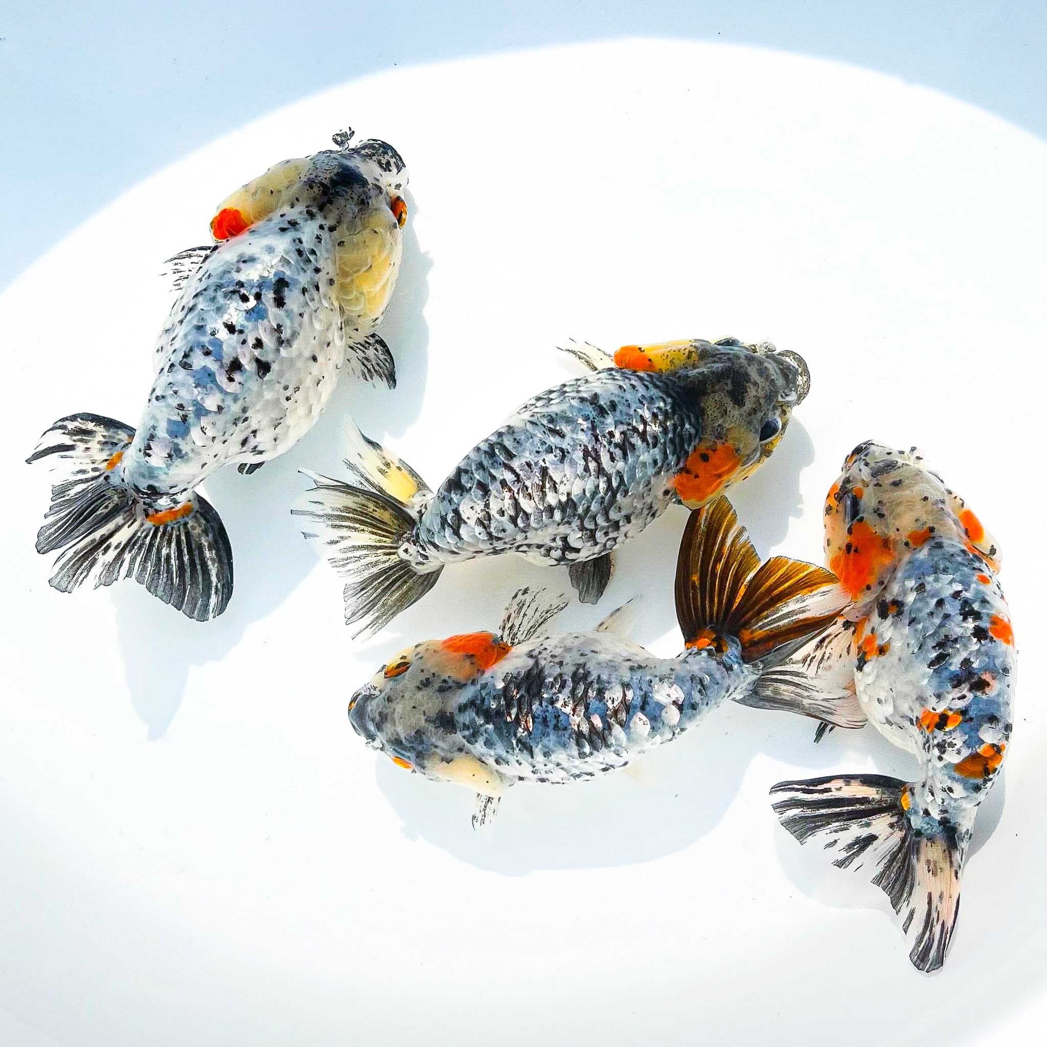 White Tiger Calico Ranchu Goldfish | Grower Pick