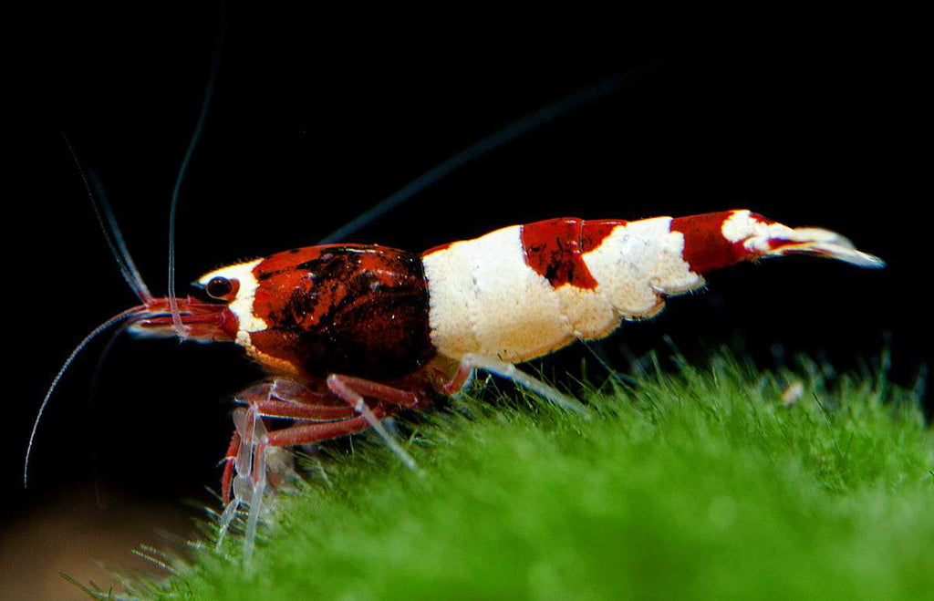 Wine Red Caridina Shrimp